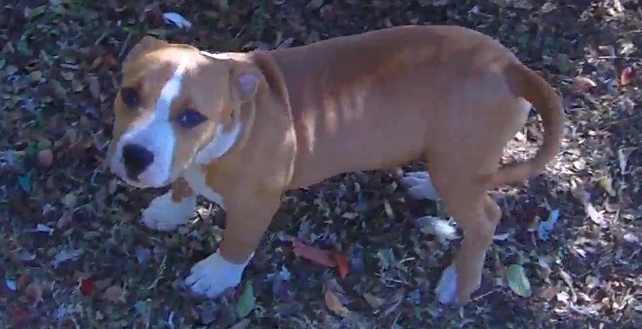 Velvet Tanks: Barry, a Adoptable mixed breed in Dallas, TX image 1/5