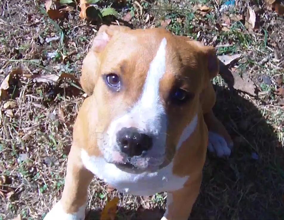 Velvet Tanks: Barry, a Adoptable mixed breed in Dallas, TX image 2/5