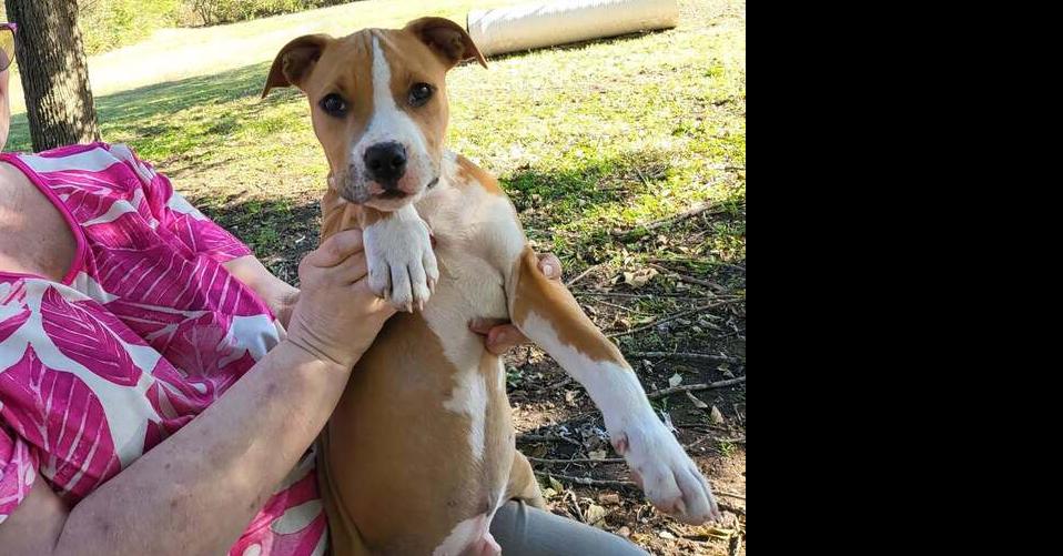 Velvet Tanks: Barry, a Adoptable mixed breed in Dallas, TX image 4/5