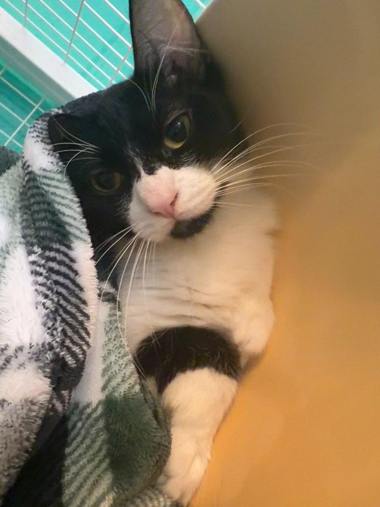 Burma, a Adoptable Domestic Short Hair in St. Helens, OR image 1/2