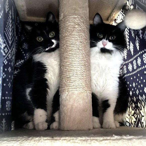 Burma, a Adoptable Domestic Short Hair in St. Helens, OR image 2/2