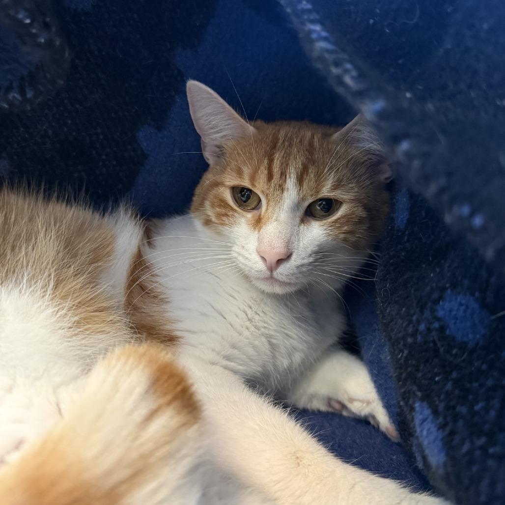 Edric (Freddy), Adoptable, Adult Male Domestic Short Hair & Mixed Breed.