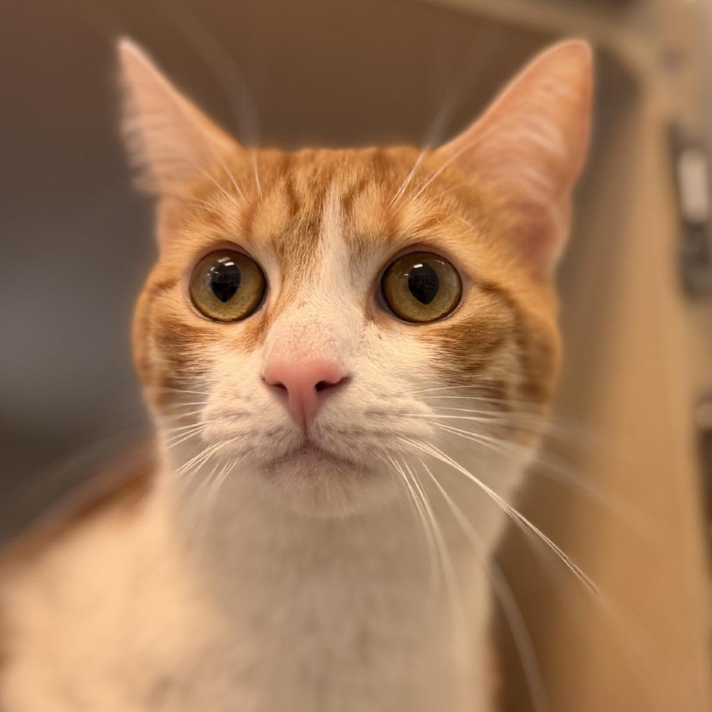 Enlarge Edric (Freddy), a Adoptable mixed breed in Gloucester, VA image 2/3