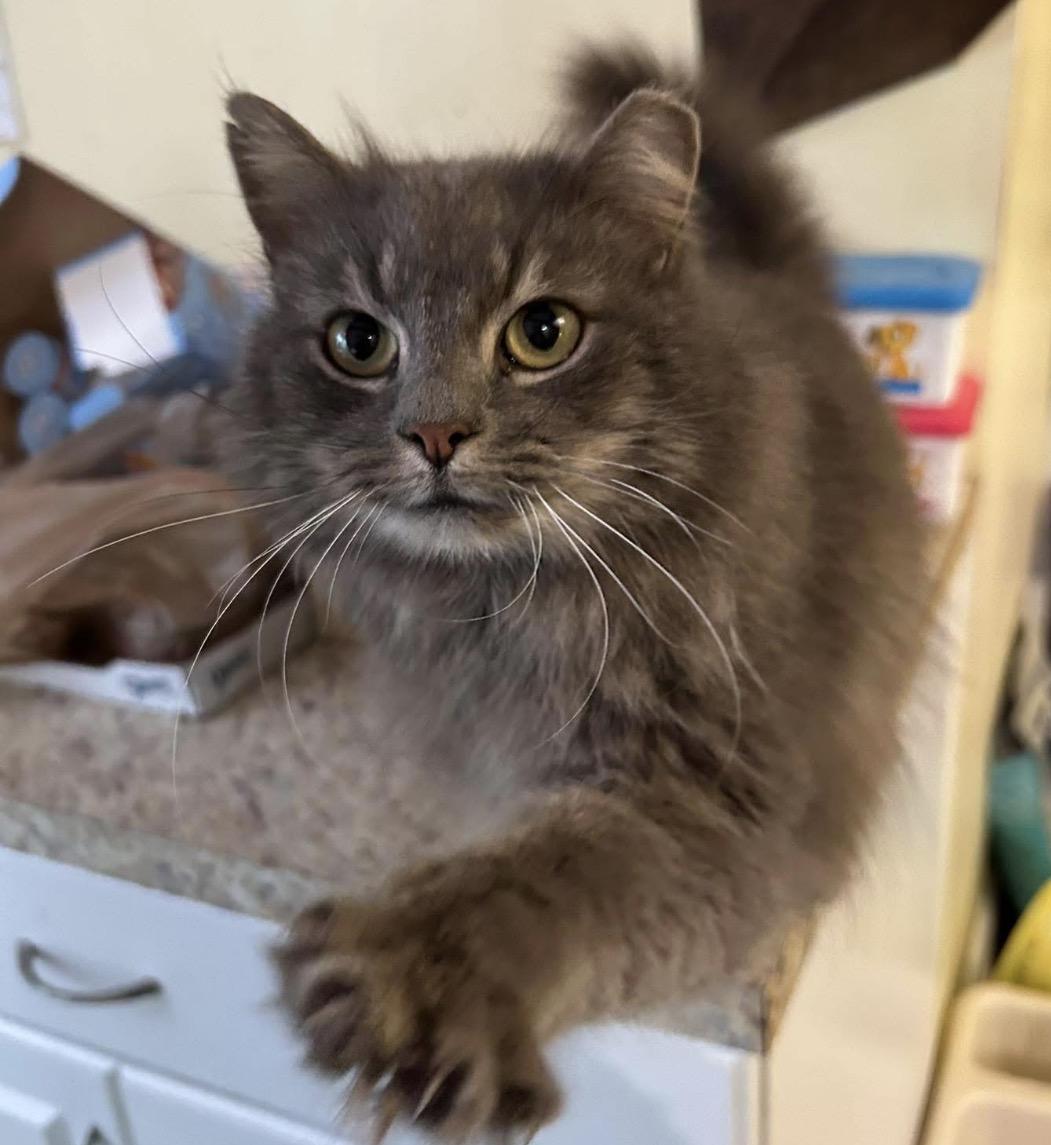 Glory, a Adoptable mixed breed in Myrtle Beach, SC image 6/6