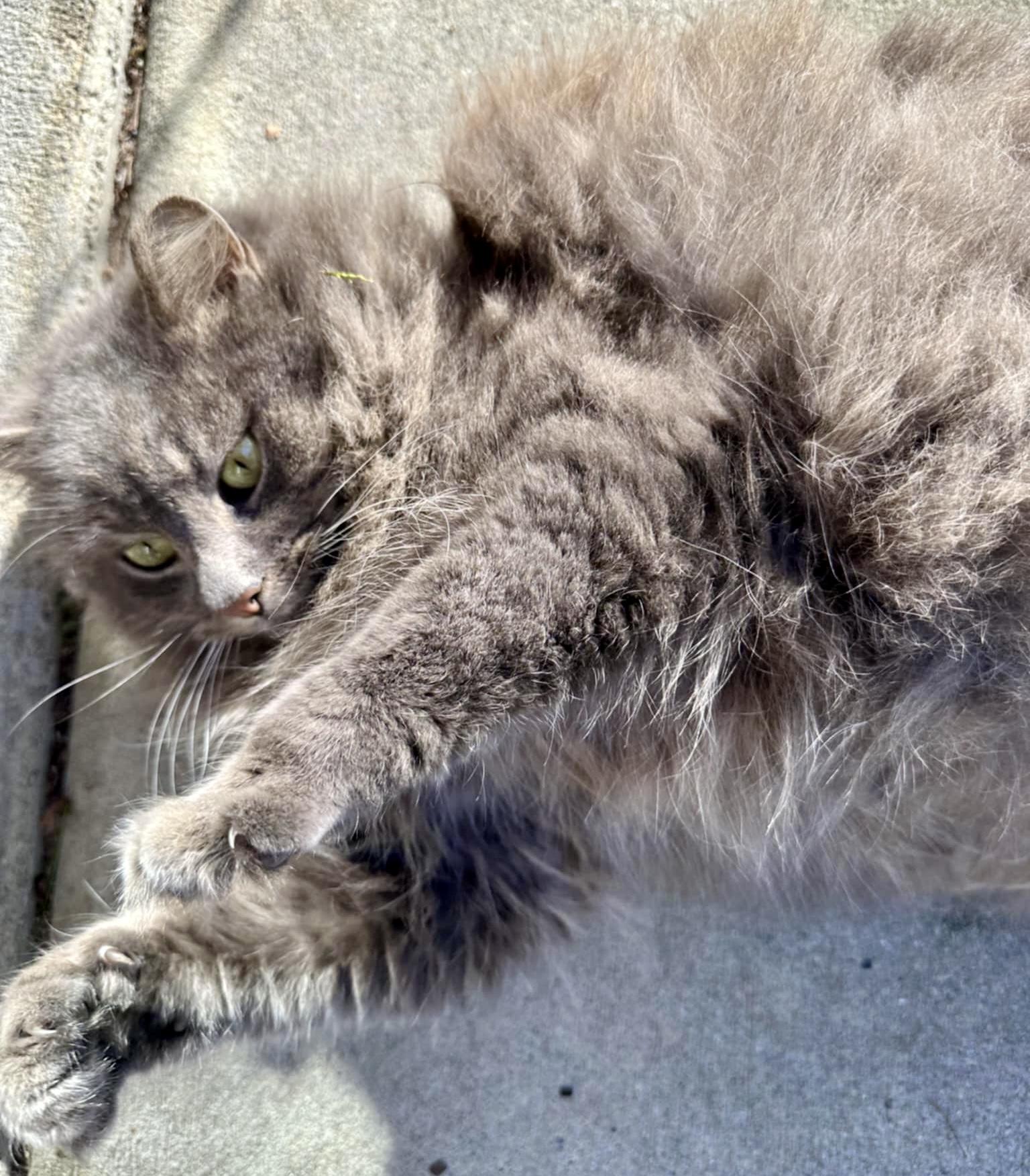 Enlarge Glory, a Adoptable mixed breed in Myrtle Beach, SC image 2/6