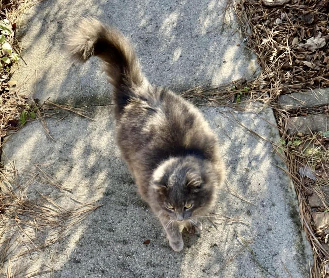 Enlarge Glory, a Adoptable mixed breed in Myrtle Beach, SC image 3/6