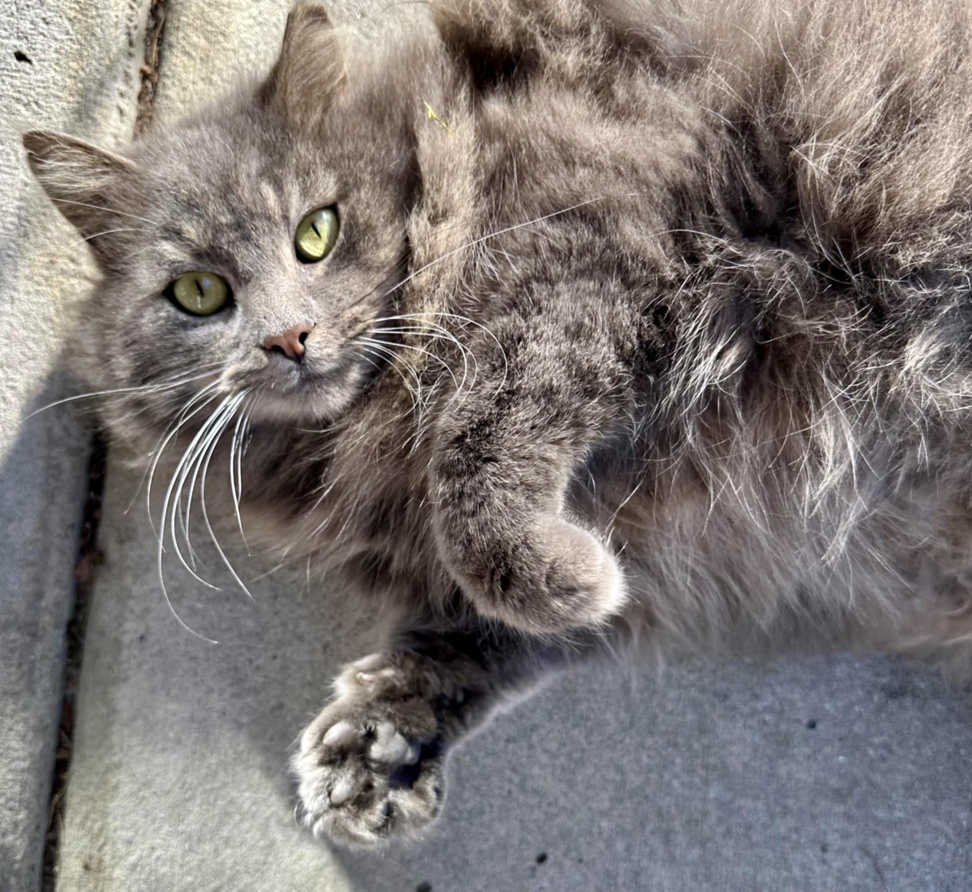 Enlarge Glory, a Adoptable mixed breed in Myrtle Beach, SC image 4/6