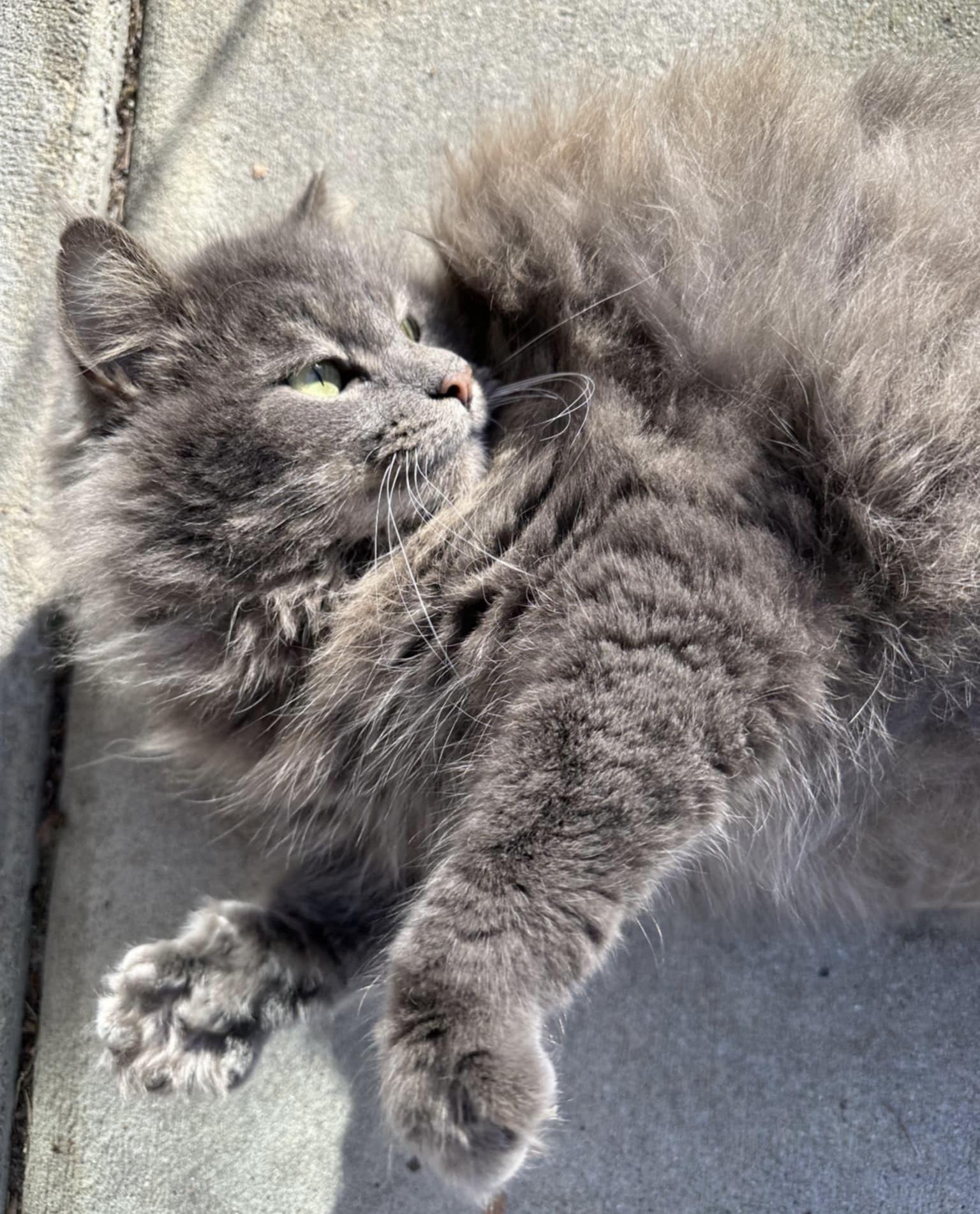 Enlarge Glory, a Adoptable mixed breed in Myrtle Beach, SC image 5/6