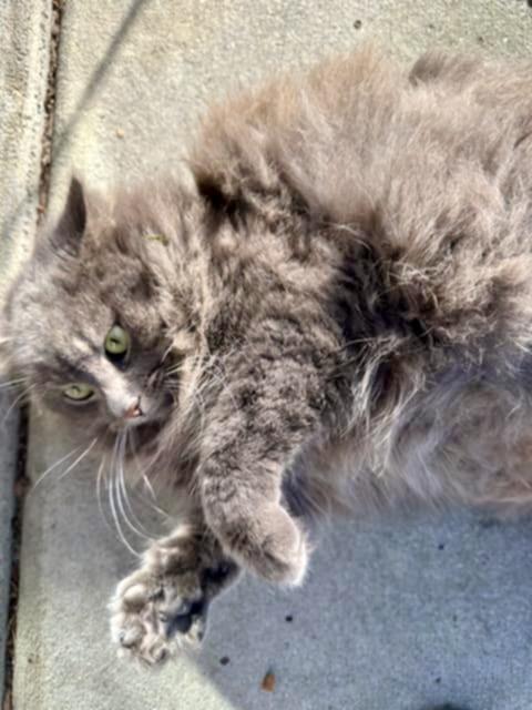 Enlarge Glory, a Adoptable mixed breed in Myrtle Beach, SC image 6/6