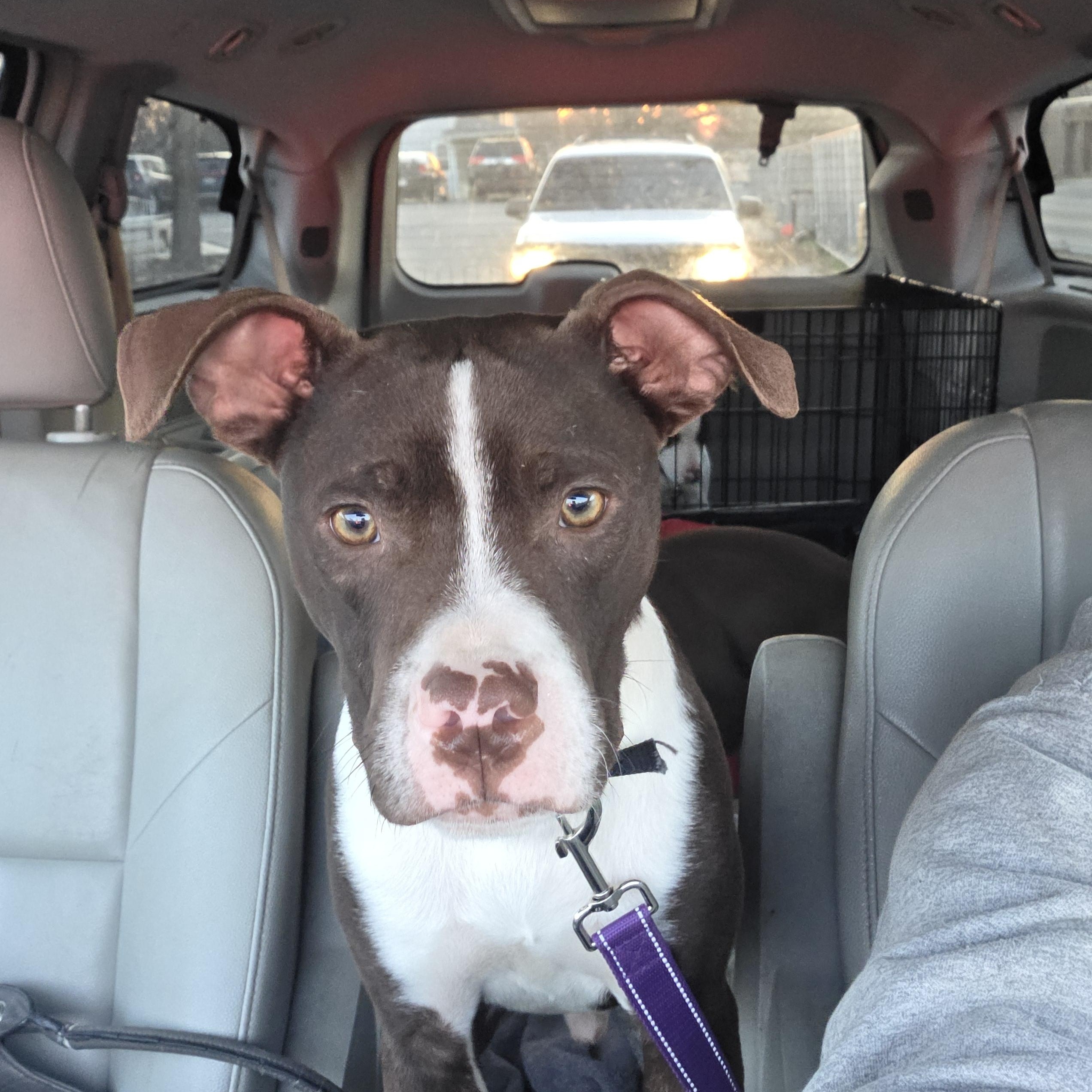 Boots, ADOPTABLE, Young Male Pit Bull Terrier.