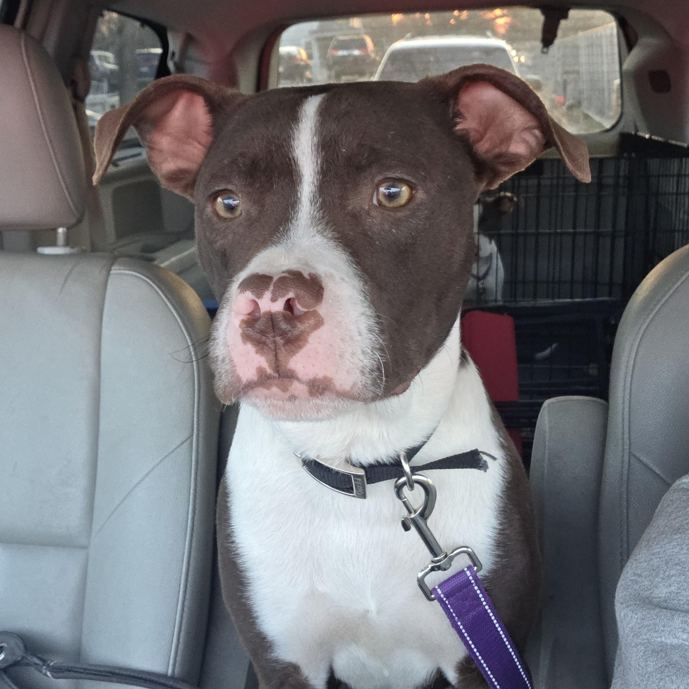 Enlarge Boots, a ADOPTABLE Pit Bull Terrier in Kansas City, MO image 2/2