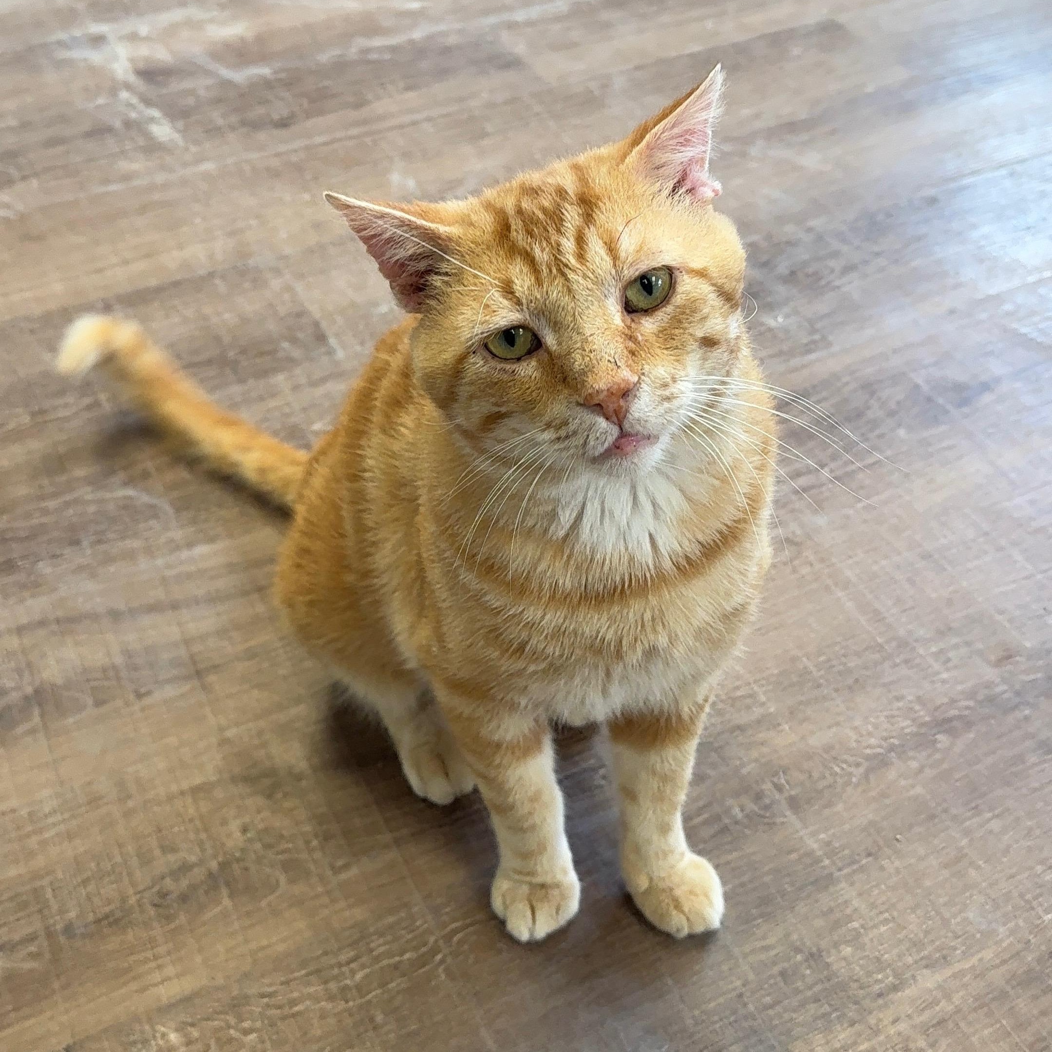 Ralph, adopted, Adult Male Domestic Short Hair.