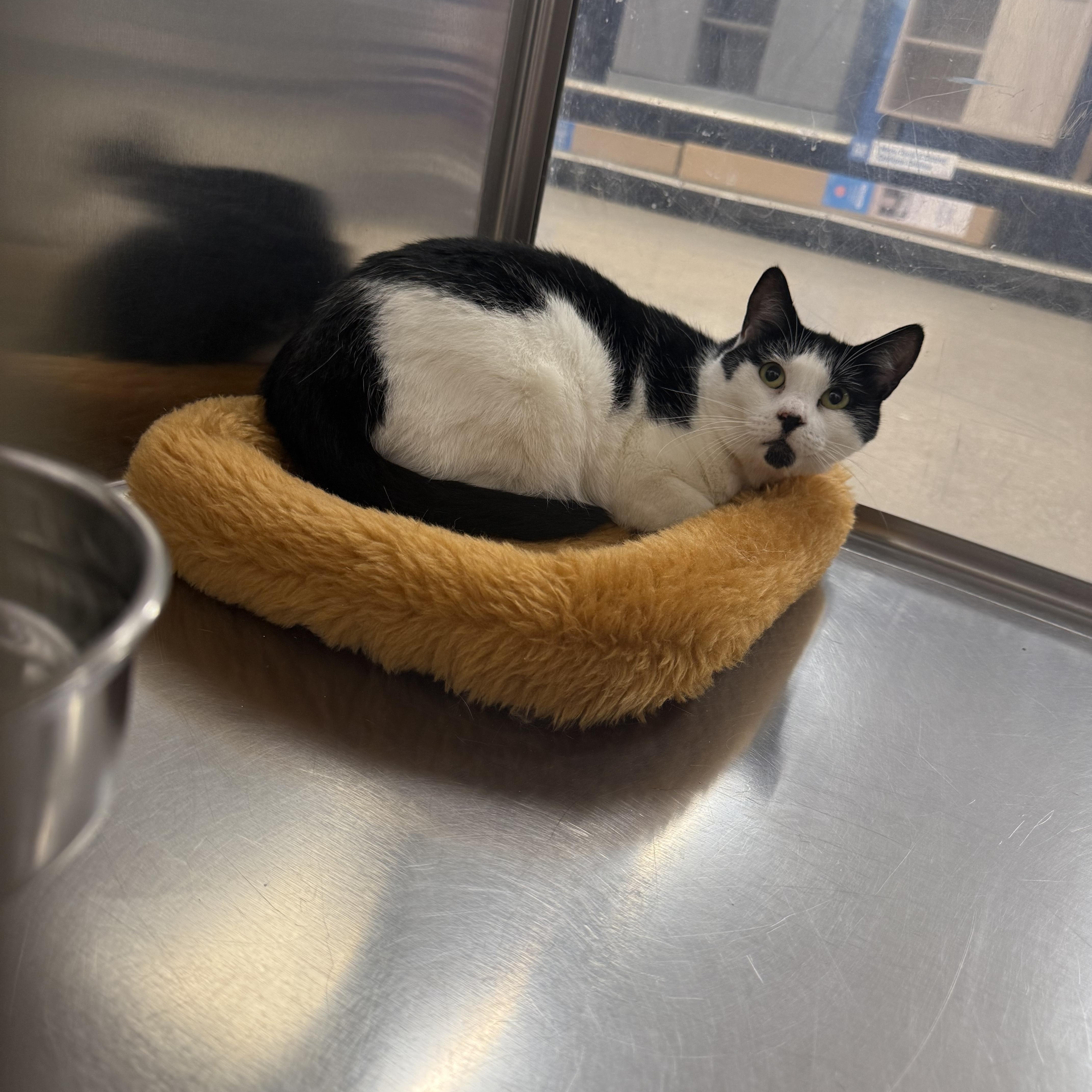 Katie , adopted, Young Female Tuxedo.