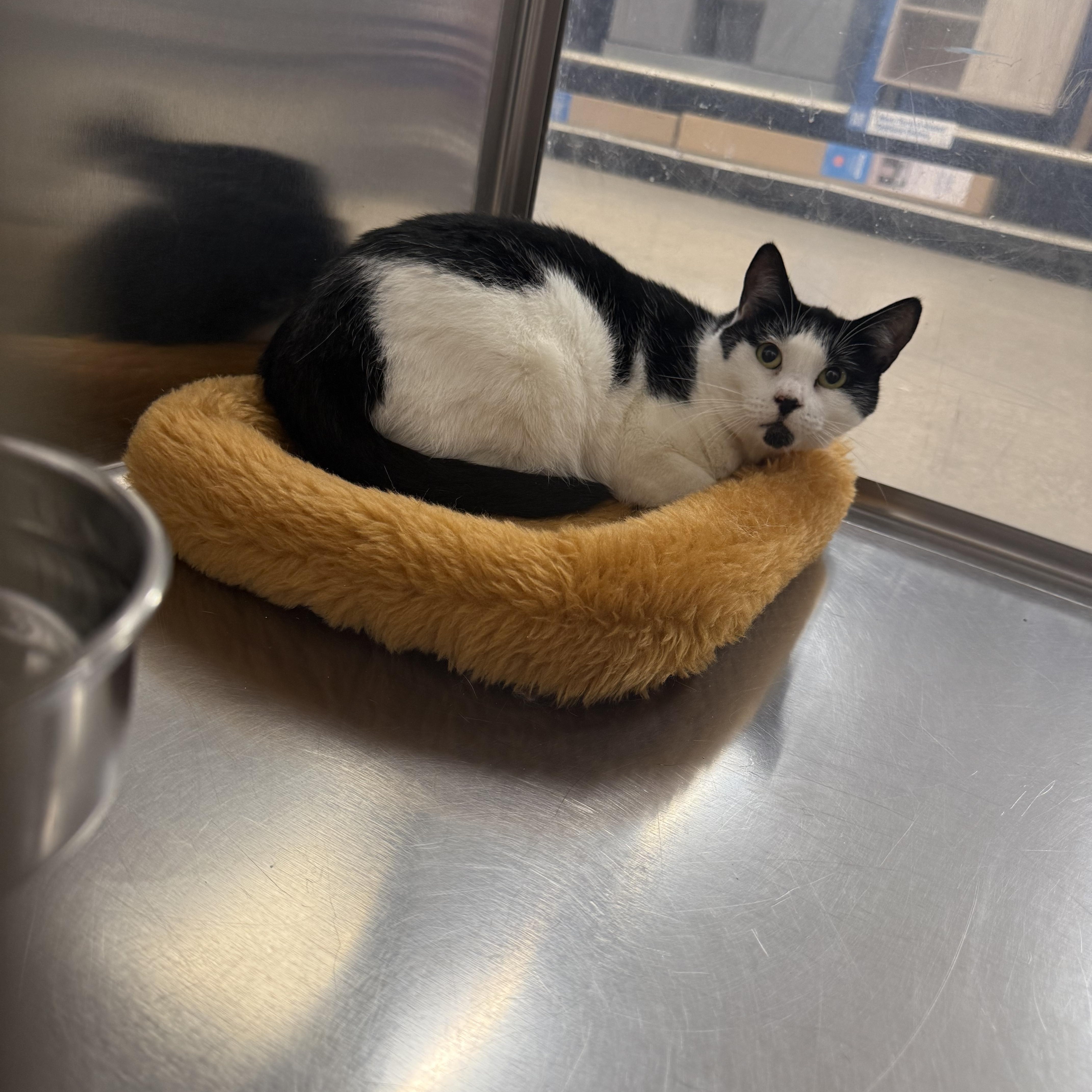 Enlarge Katie , an adopted Tuxedo in Fresno, CA image 3/3