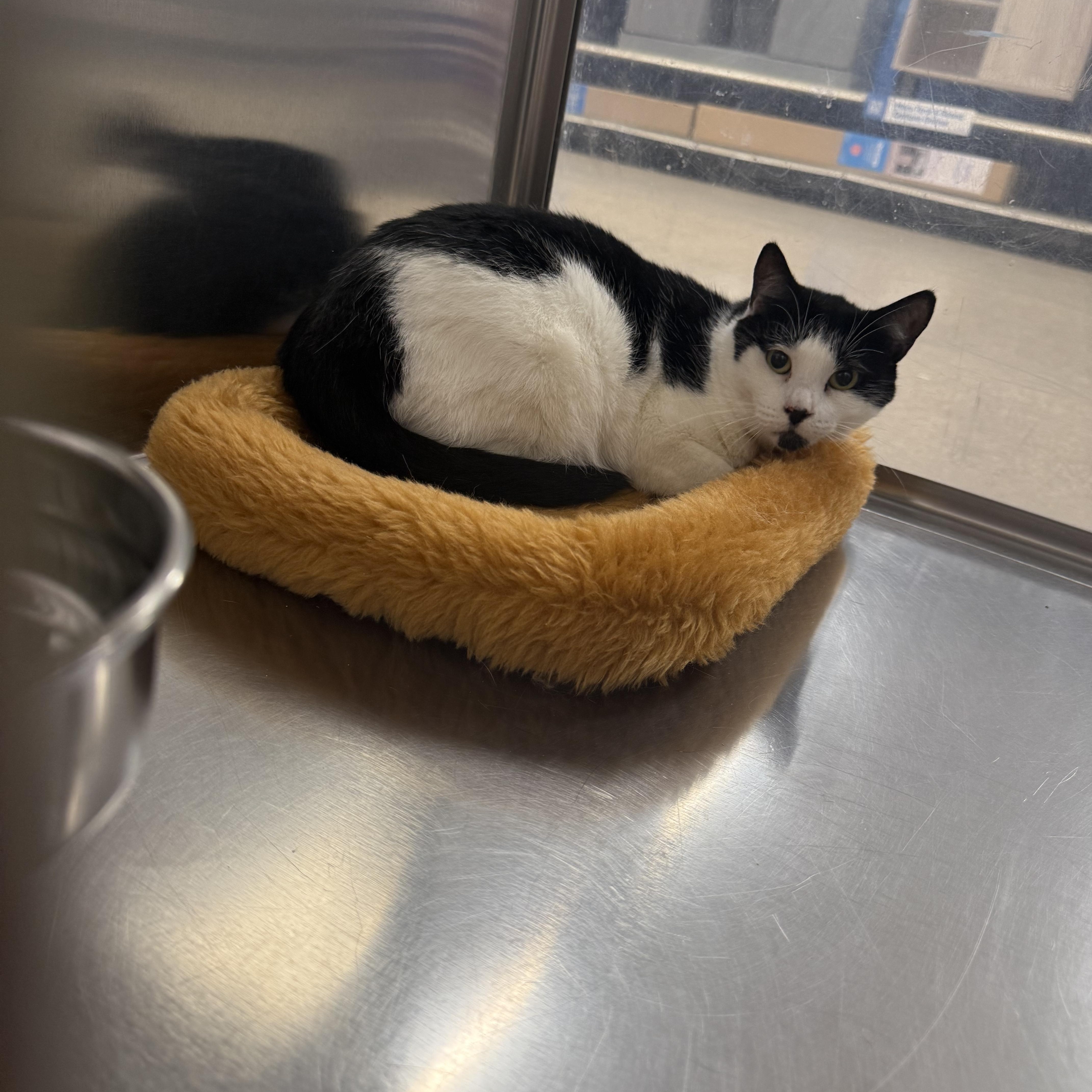 Enlarge Katie , an adopted Tuxedo in Fresno, CA image 2/3