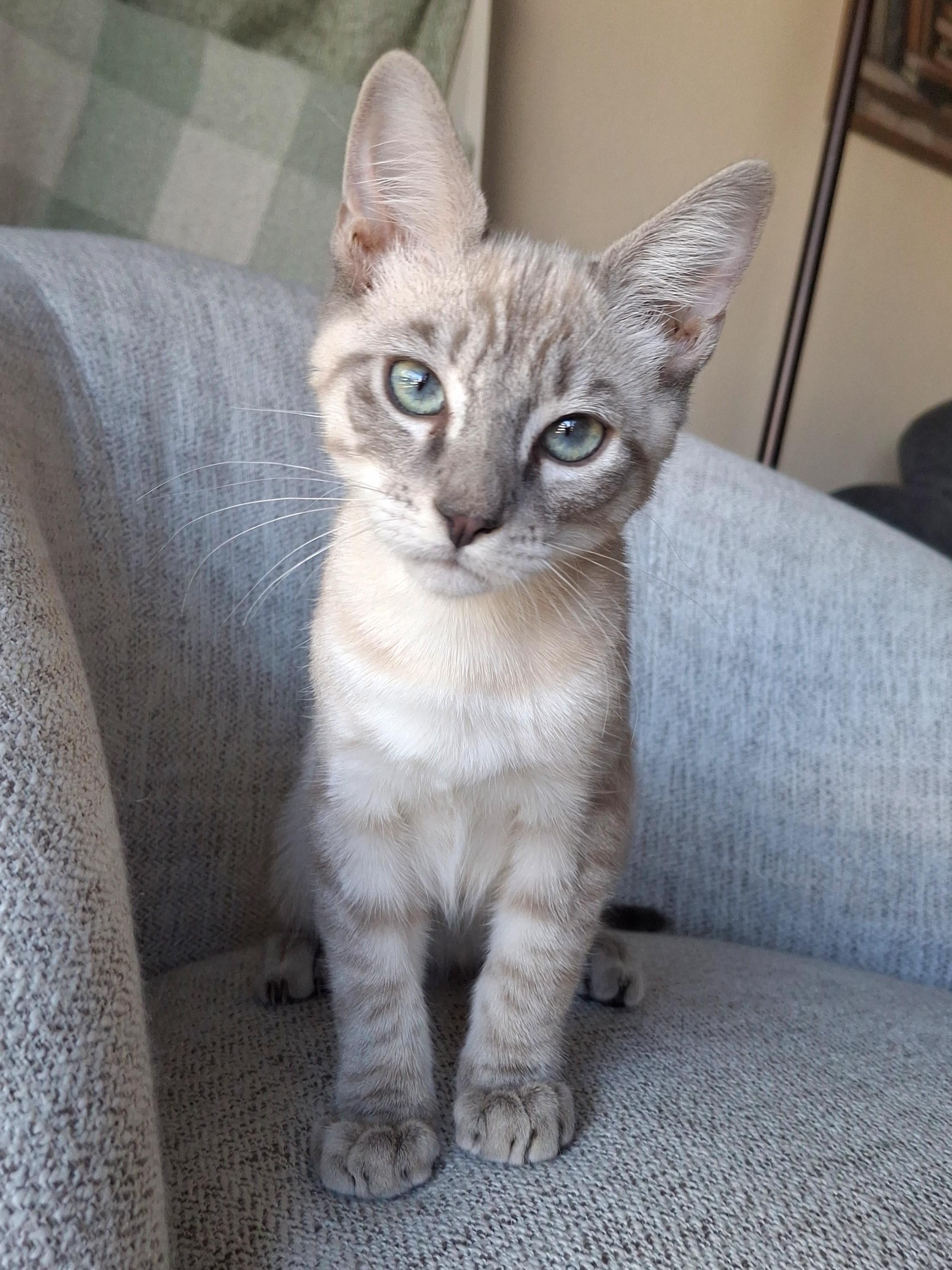 Enlarge Nico, a Adopted mixed breed in Yorba Linda, CA image 5/6