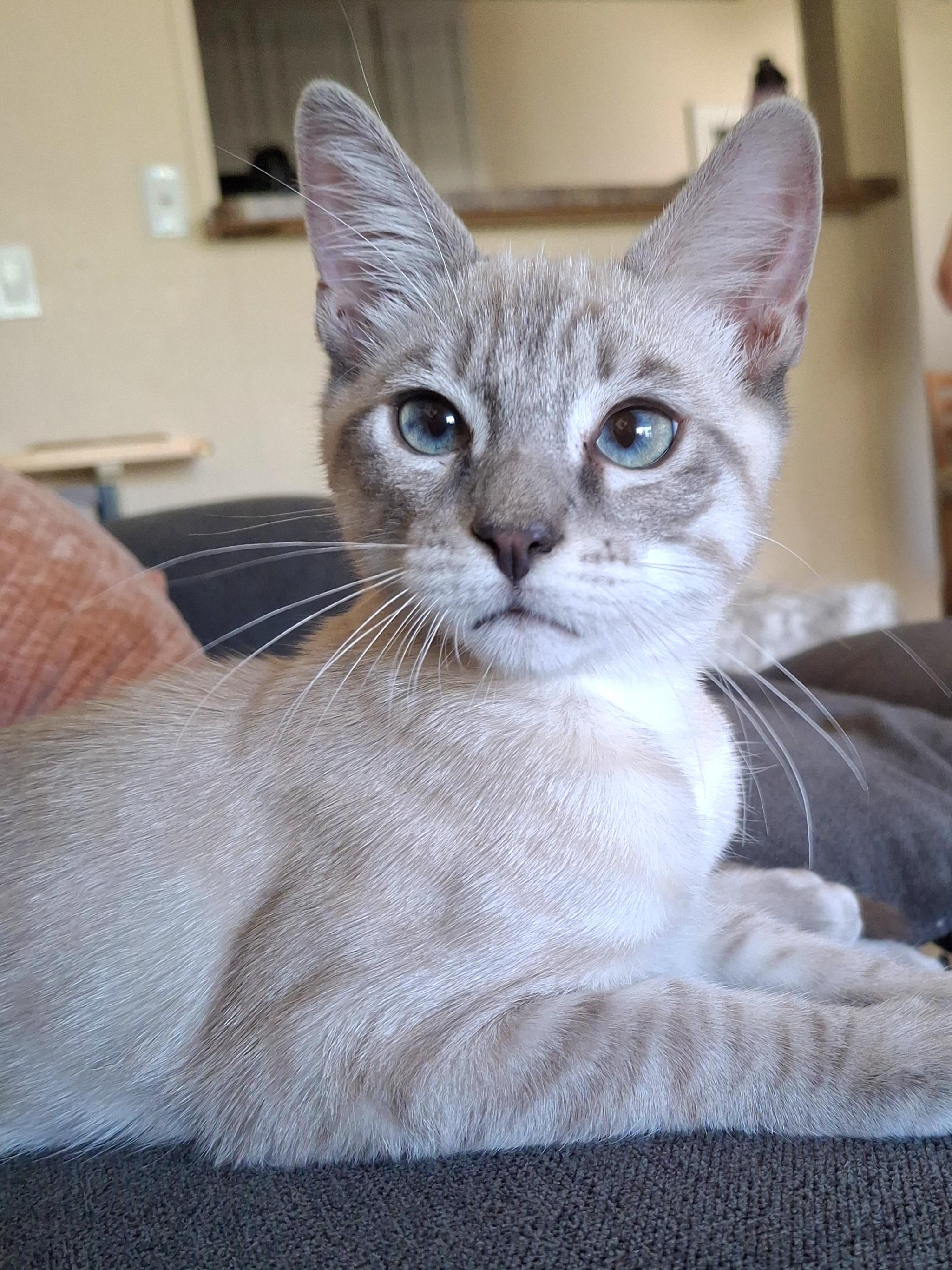 Enlarge Nico, a Adopted mixed breed in Yorba Linda, CA image 4/6