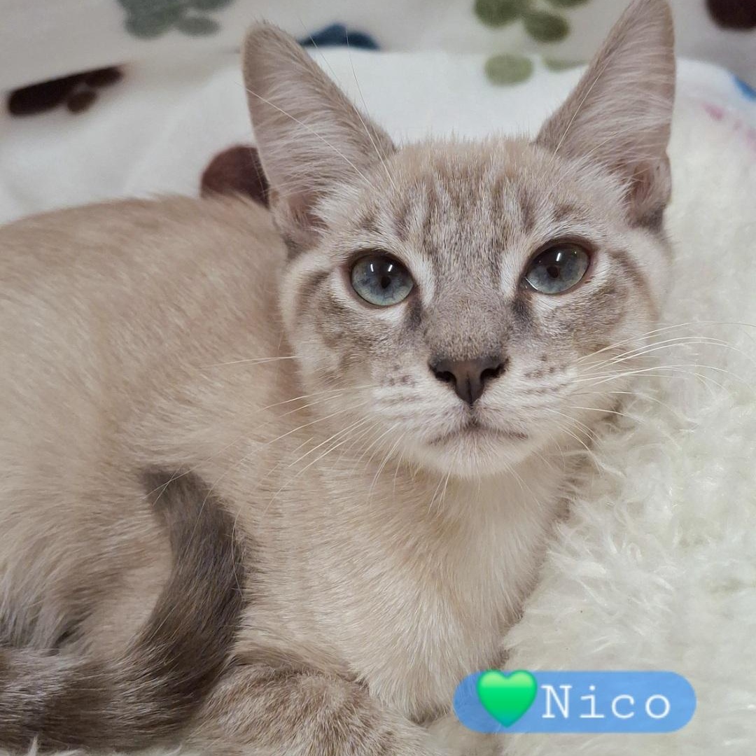 Enlarge Nico, a Adopted mixed breed in Yorba Linda, CA image 3/6