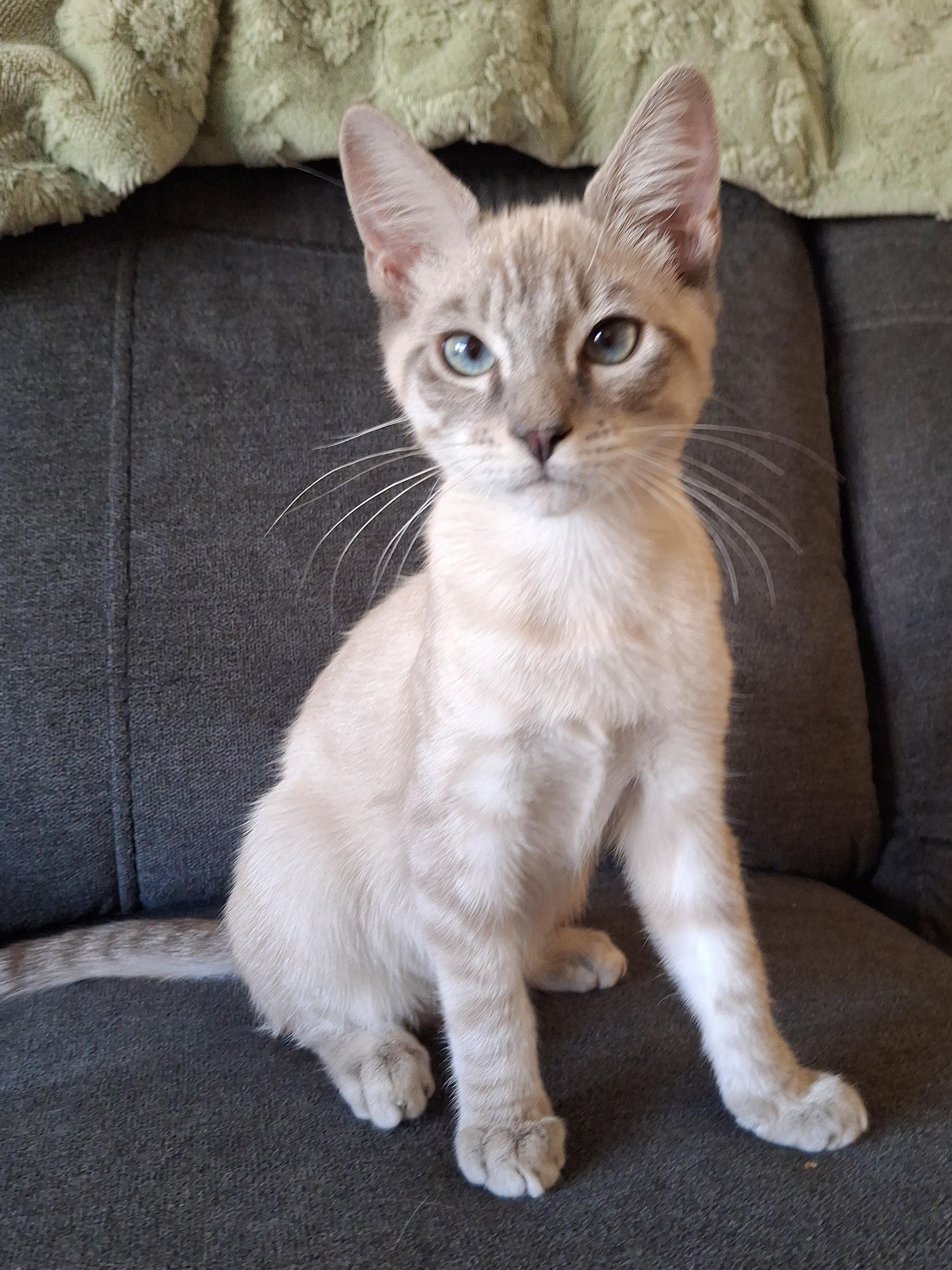 Enlarge Nico, a Adopted mixed breed in Yorba Linda, CA image 1/6