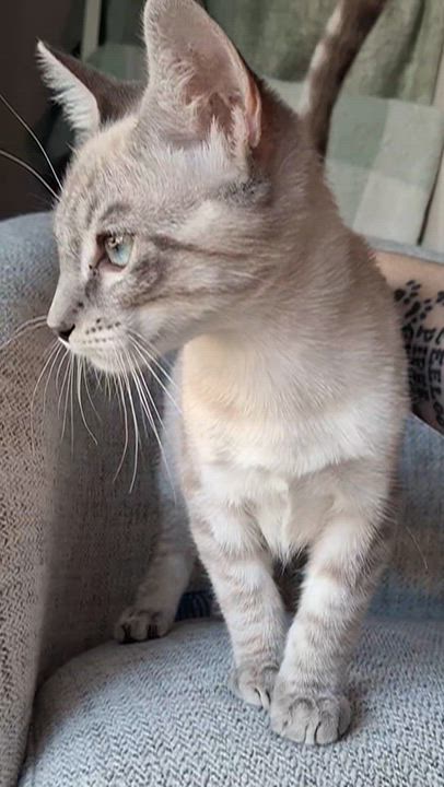 Enlarge Nico, a Adopted mixed breed in Yorba Linda, CA video 2/6