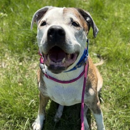 Enlarge Barack, a ADOPTABLE mixed breed in Worcester, MA image 1/1