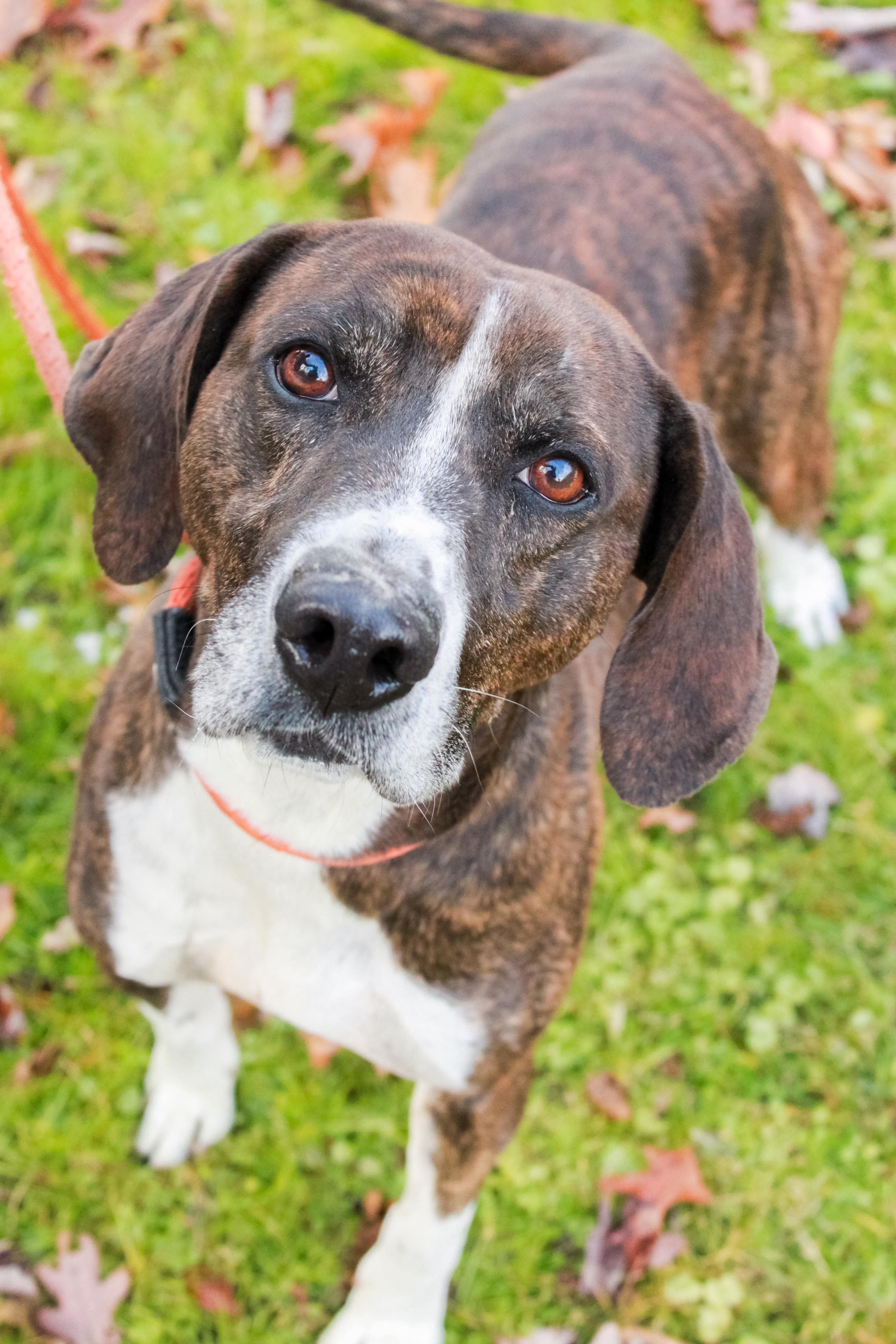 Robert, Adoptable, Adult Male Hound.