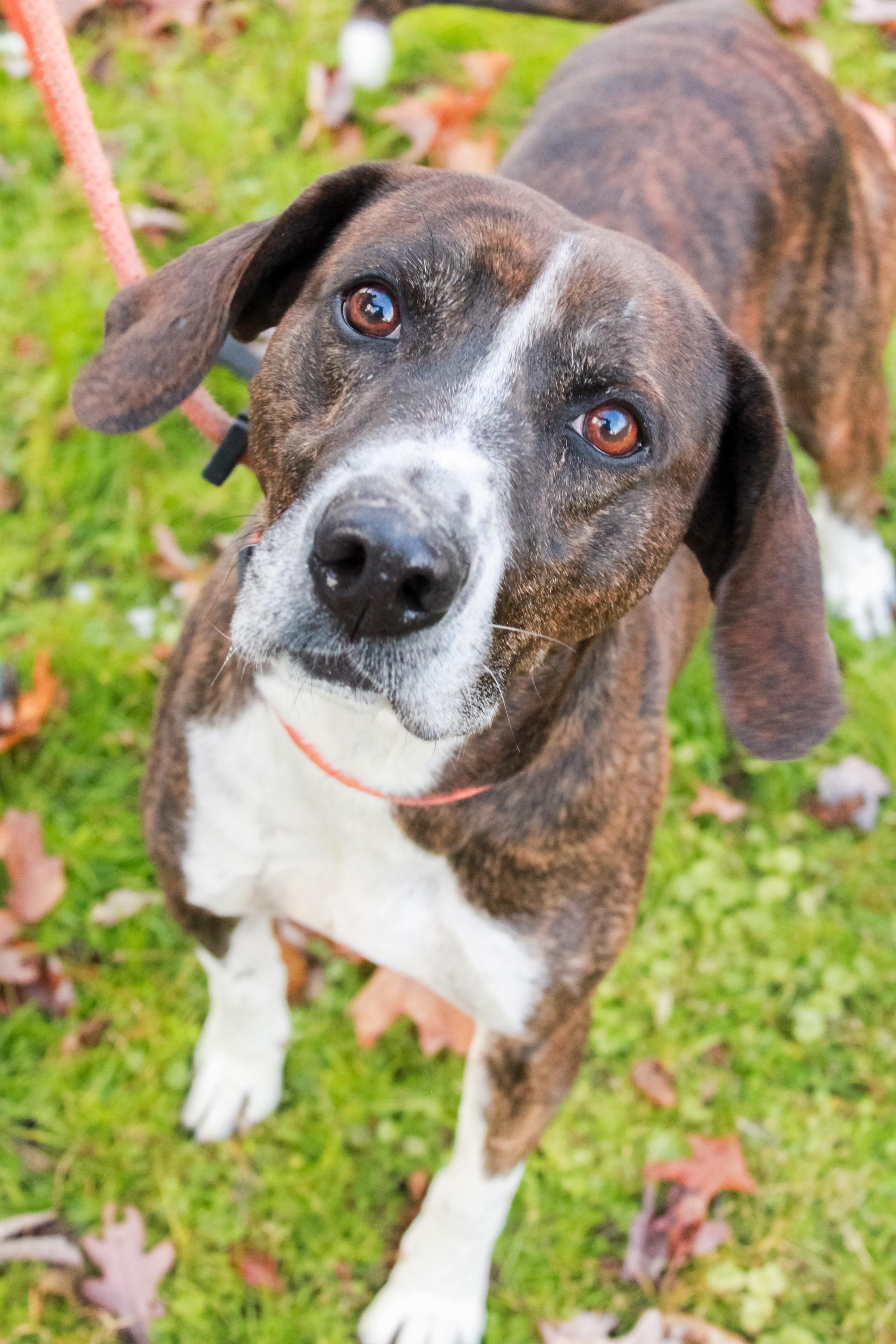 Enlarge Robert, a Adoptable Hound in Ona, WV image 2/2