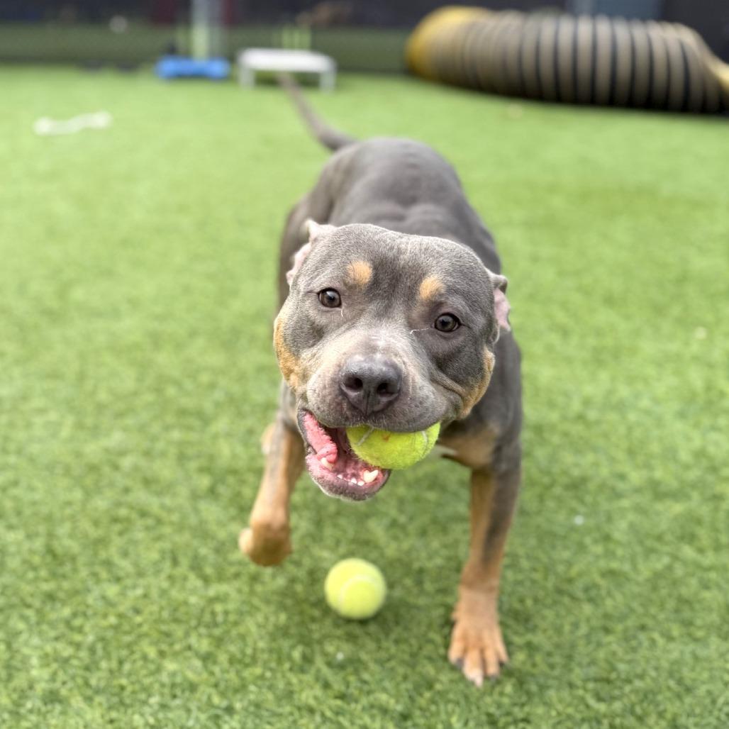 Enlarge Baldur, a Adoptable Mixed Breed in Pittsburgh, PA image 1/6