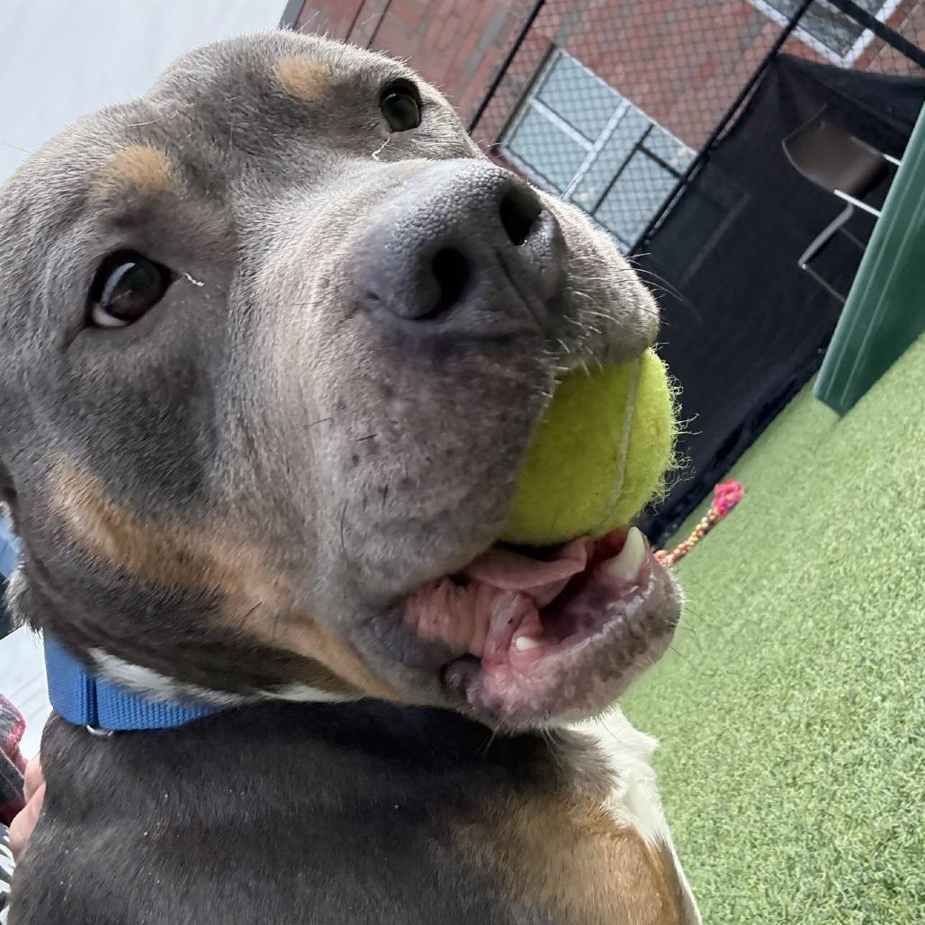 Enlarge Baldur, a Adoptable Mixed Breed in Pittsburgh, PA image 2/6