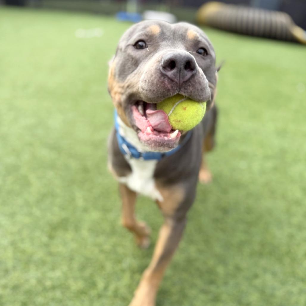Enlarge Baldur, a Adoptable Mixed Breed in Pittsburgh, PA image 3/6