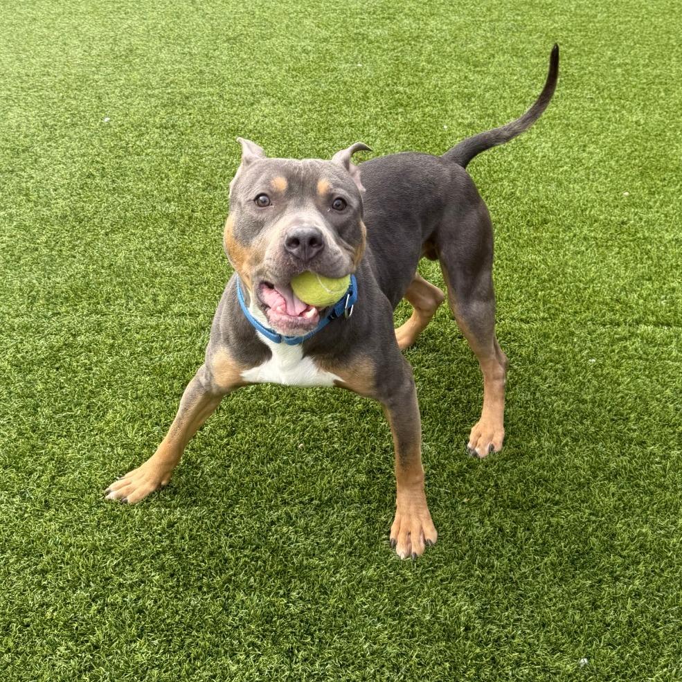 Enlarge Baldur, a Adoptable Mixed Breed in Pittsburgh, PA image 4/6
