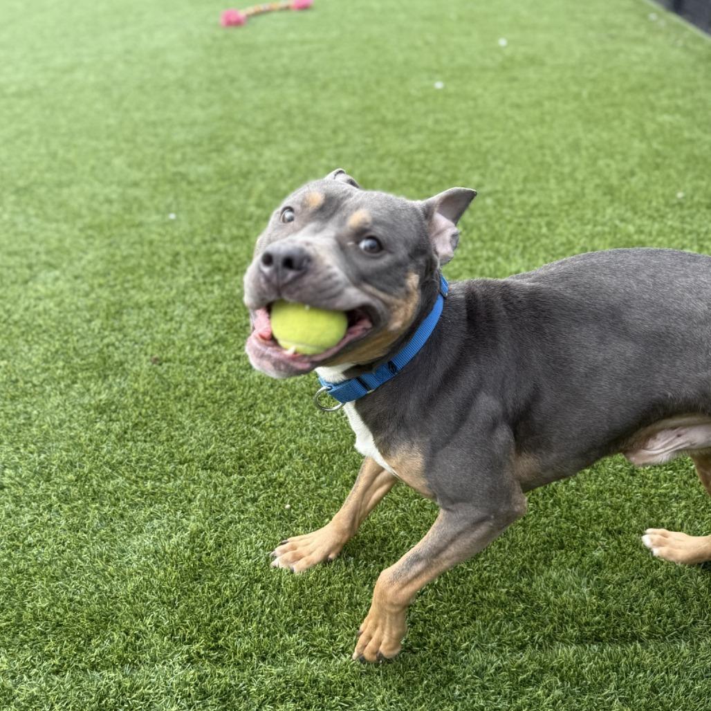 Enlarge Baldur, a Adoptable Mixed Breed in Pittsburgh, PA image 5/6