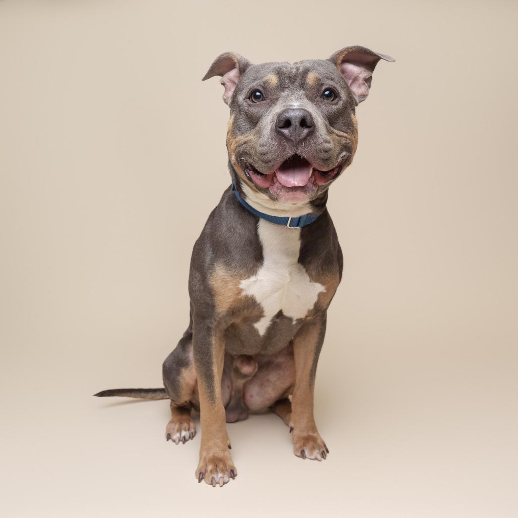 Enlarge Baldur, a Adoptable Mixed Breed in Pittsburgh, PA image 6/6