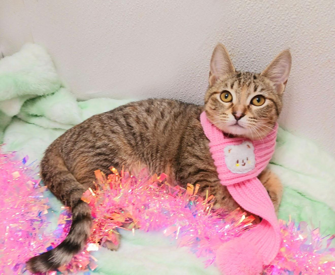 Merry Starwhisker thumbnail 3