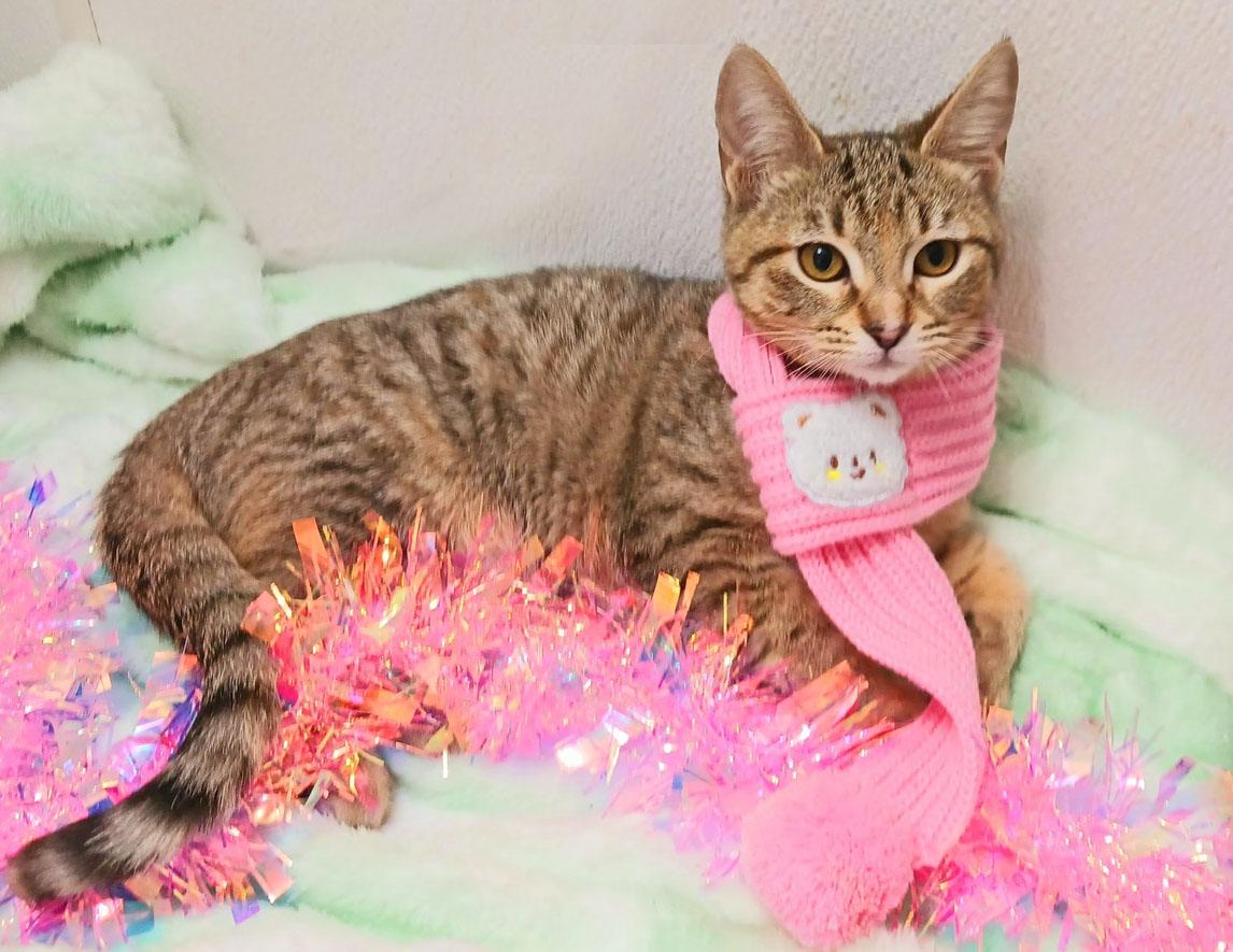 Merry Starwhisker thumbnail 4