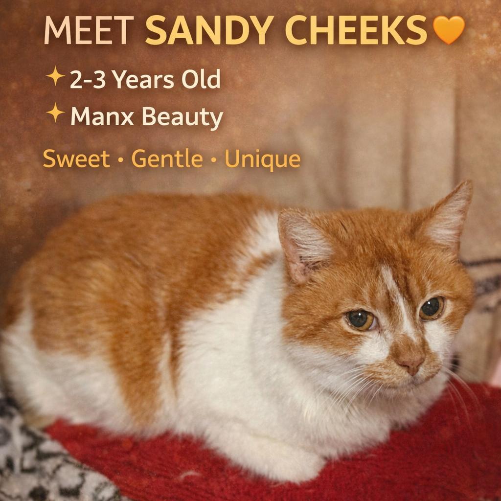 Enlarge Sandy Cheeks, a Adoptable Manx in Lancaster, OH image 1/2