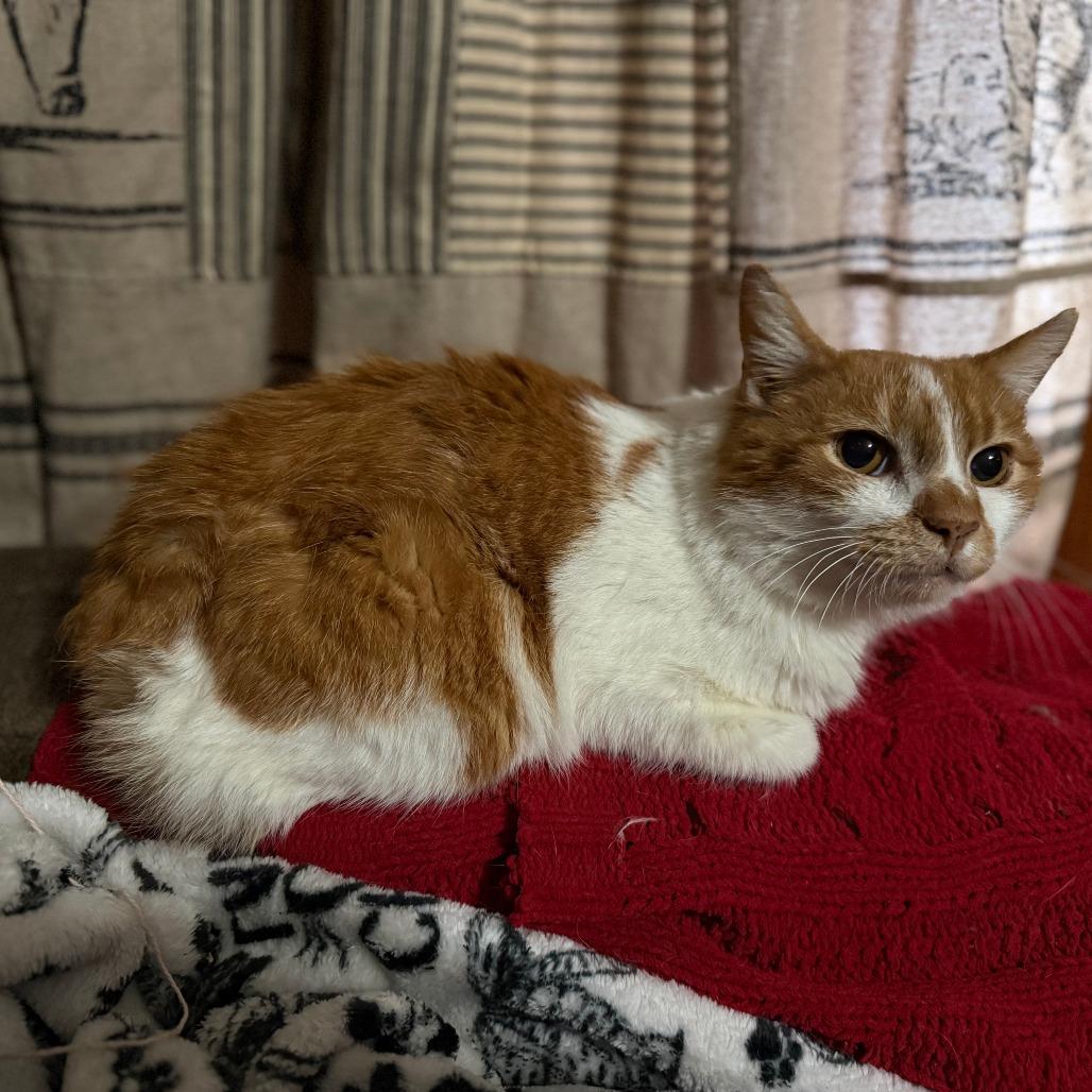 Enlarge Sandy Cheeks, a Adoptable Manx in Lancaster, OH image 2/2
