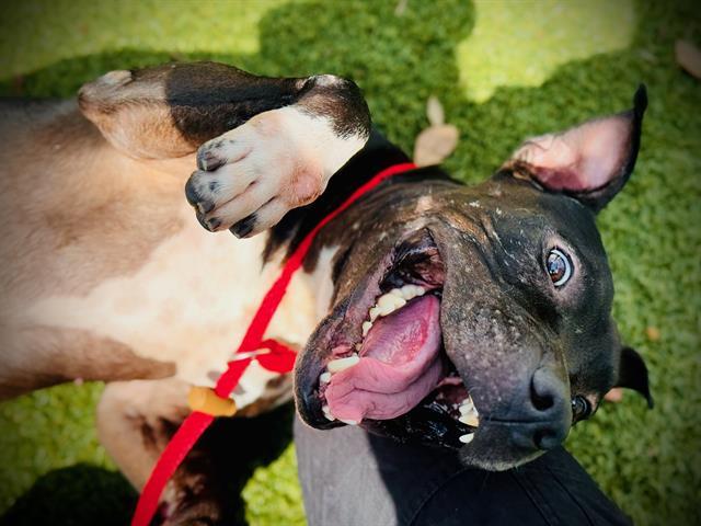 THEOREM, Adoptable, Young Male Pit Bull Terrier.