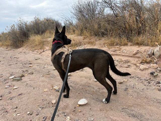 Harley, Adoptable, Adult Female Black Labrador Retriever & Shepherd.