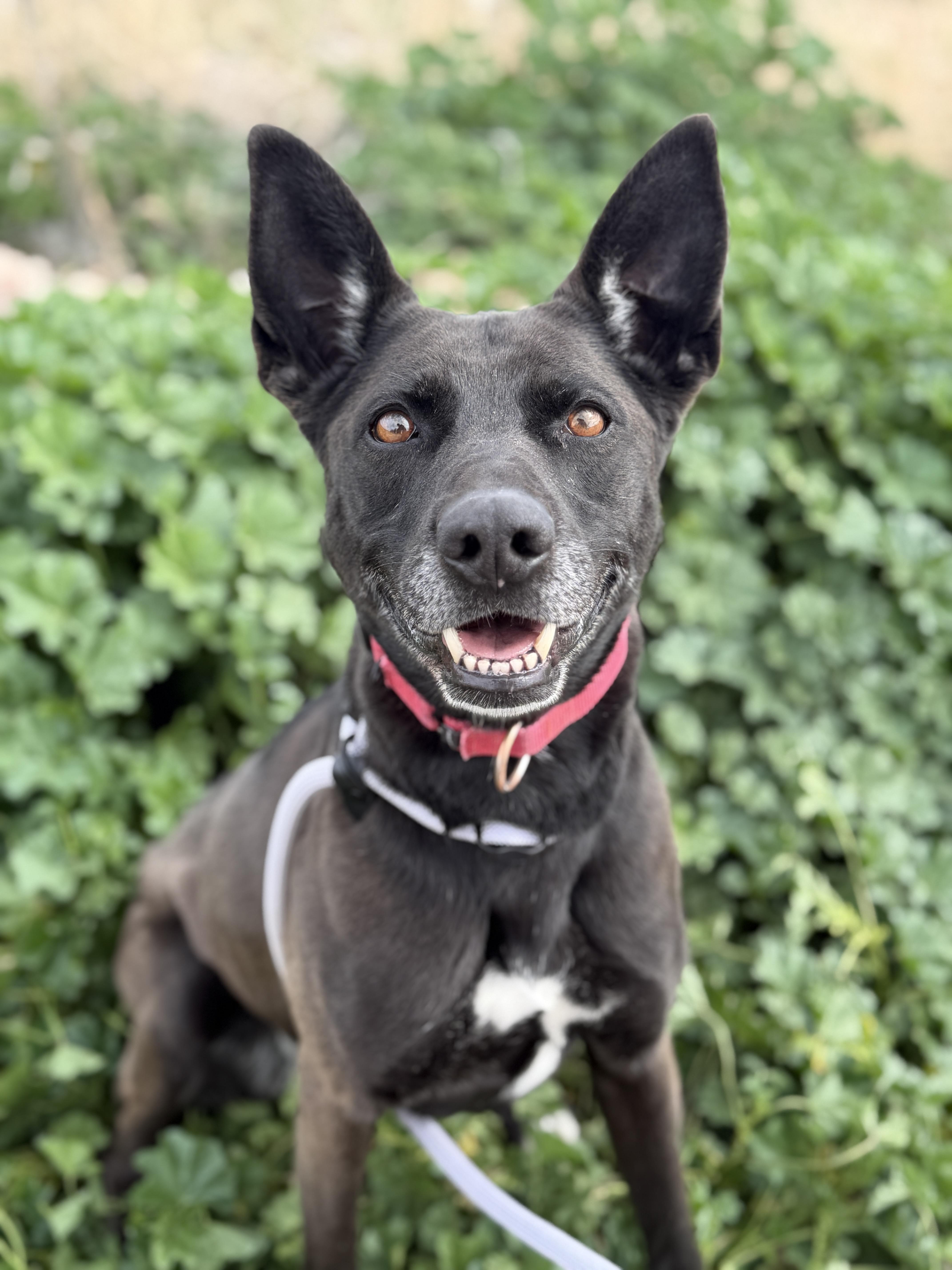 Harley, Adoptable, Adult Female Black Labrador Retriever & Shepherd.