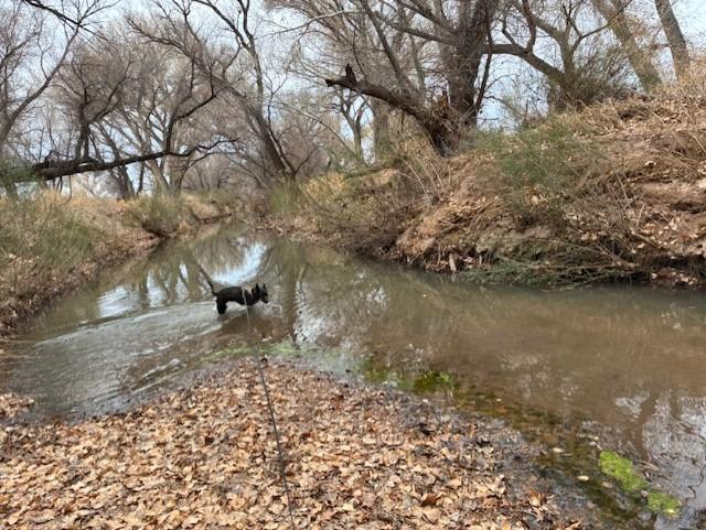Harley, a Adoptable mixed breed in Sierra Vista, AZ image 4/6
