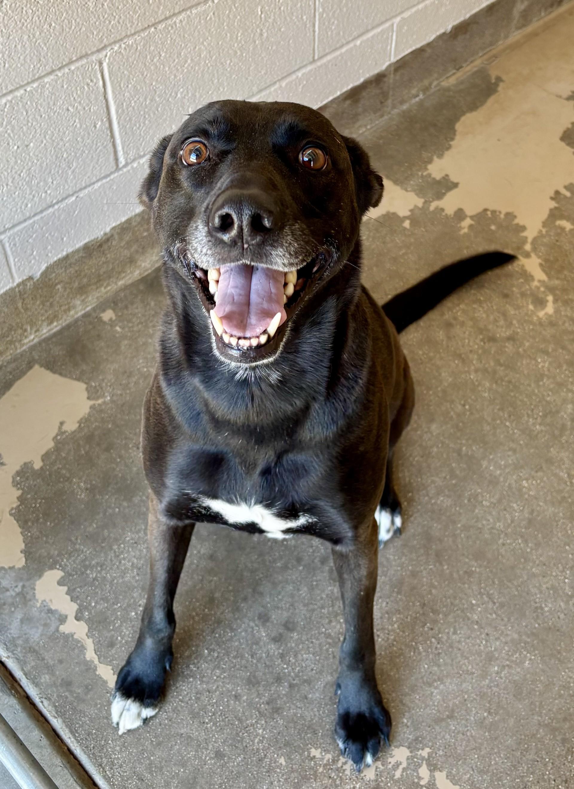 Harley, Adoptable, Adult Female Black Labrador Retriever & Shepherd.