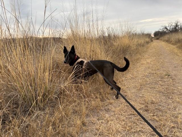 Harley, a Adoptable mixed breed in Sierra Vista, AZ image 5/6