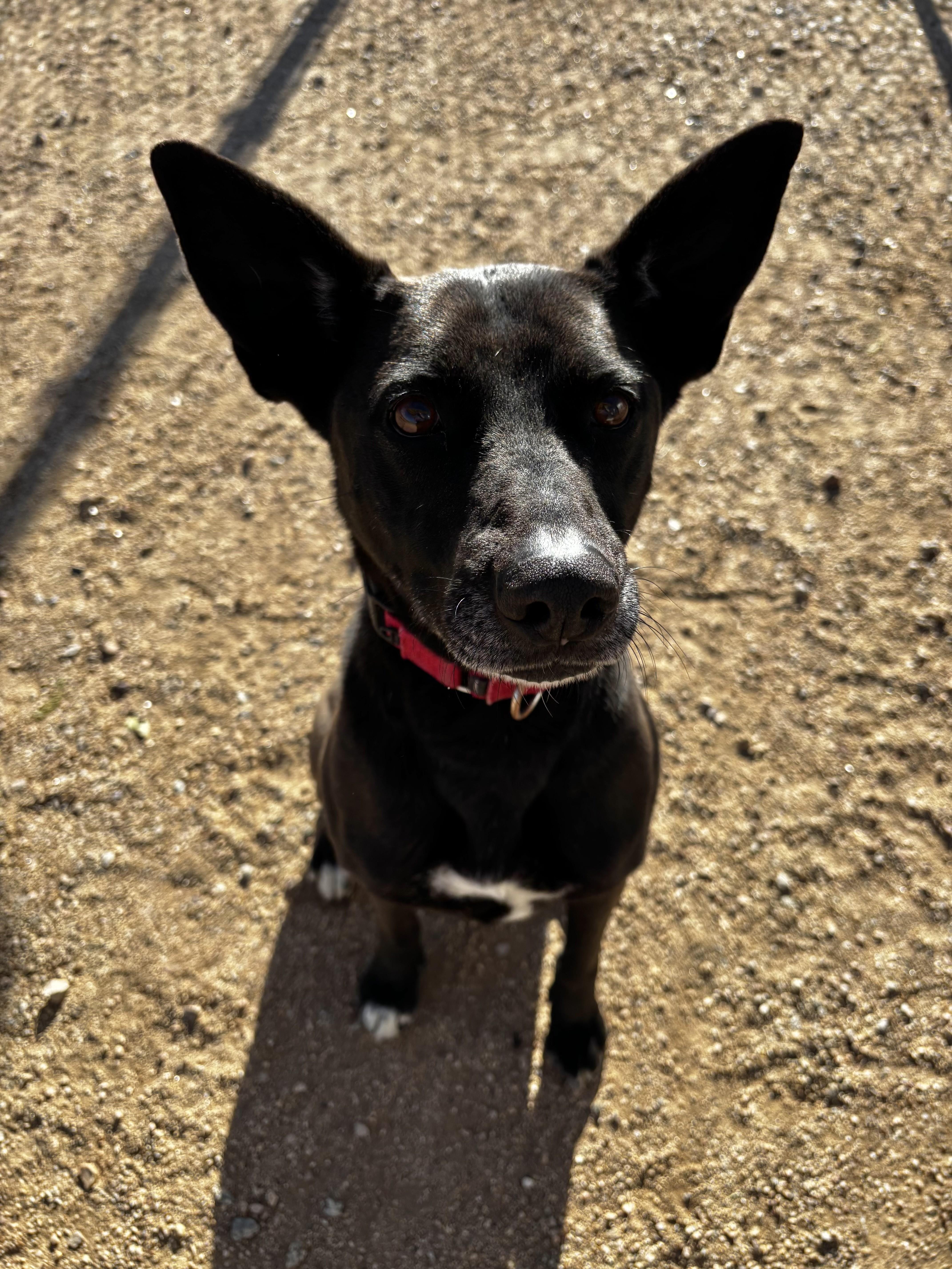 Harley, a Adoptable mixed breed in Sierra Vista, AZ image 2/6