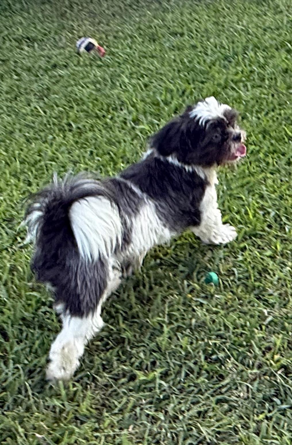Enlarge Eddy, a Adopted Shih Tzu in Canton, TX image 3/3