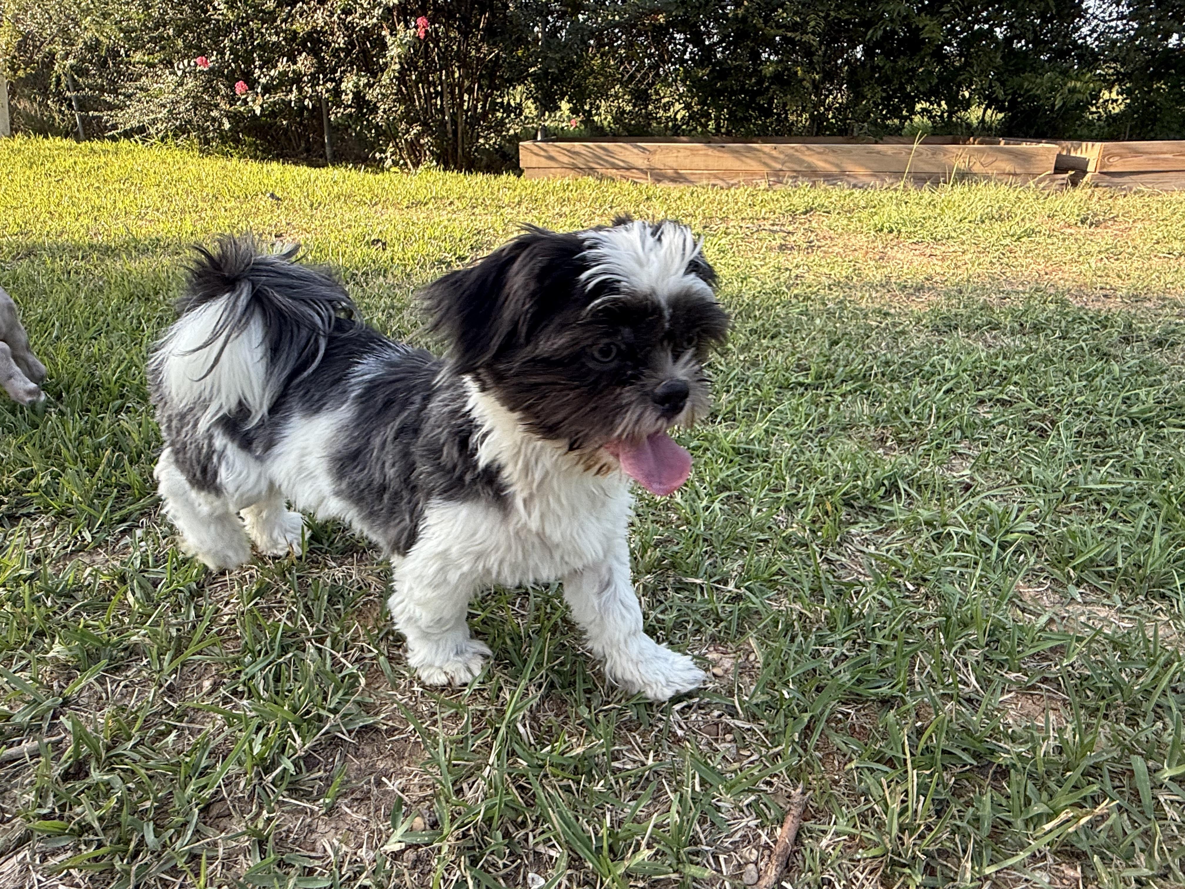 Enlarge Eddy, a Adopted Shih Tzu in Canton, TX image 2/3