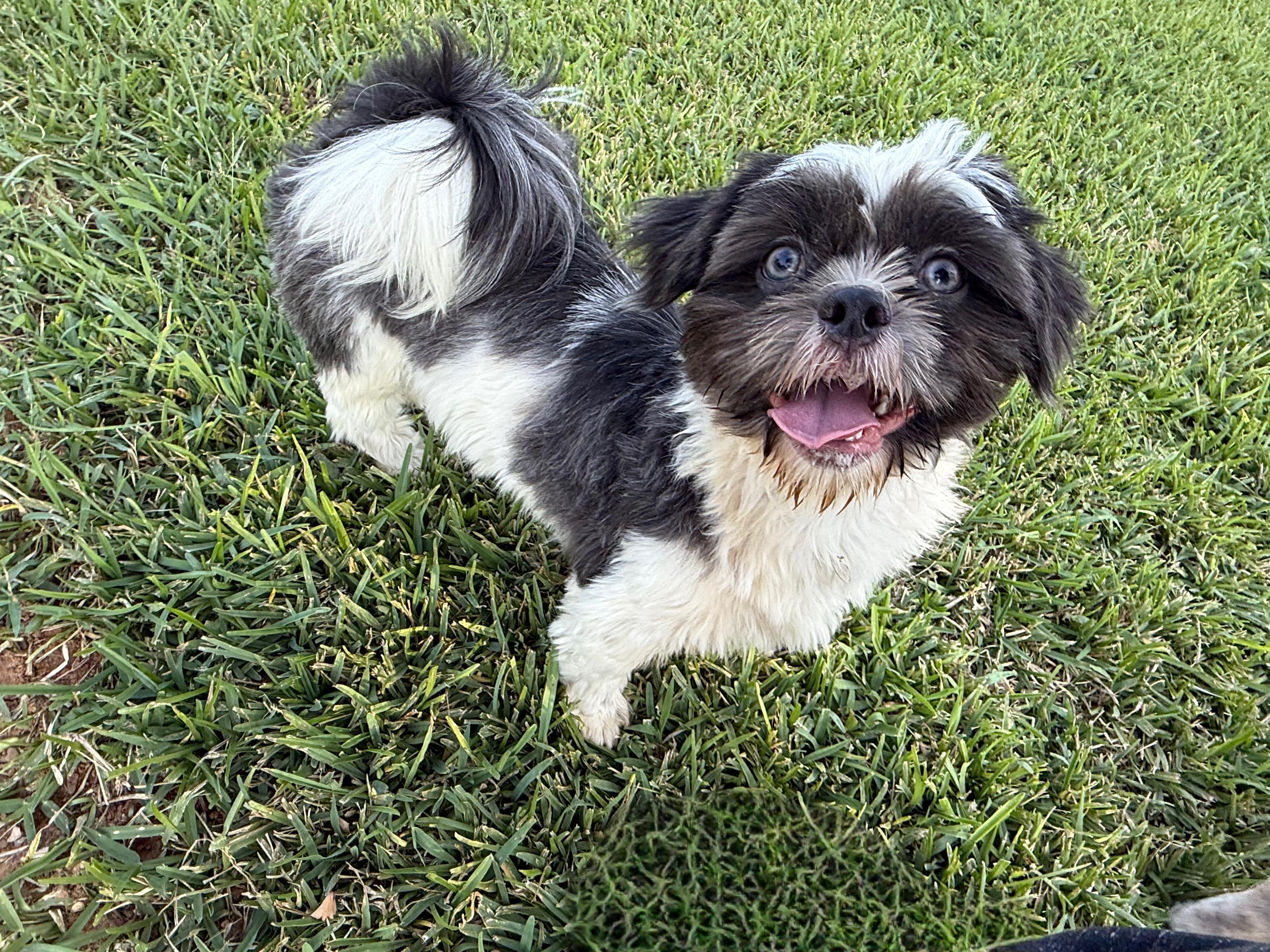 Enlarge Eddy, a Adopted Shih Tzu in Canton, TX image 1/3