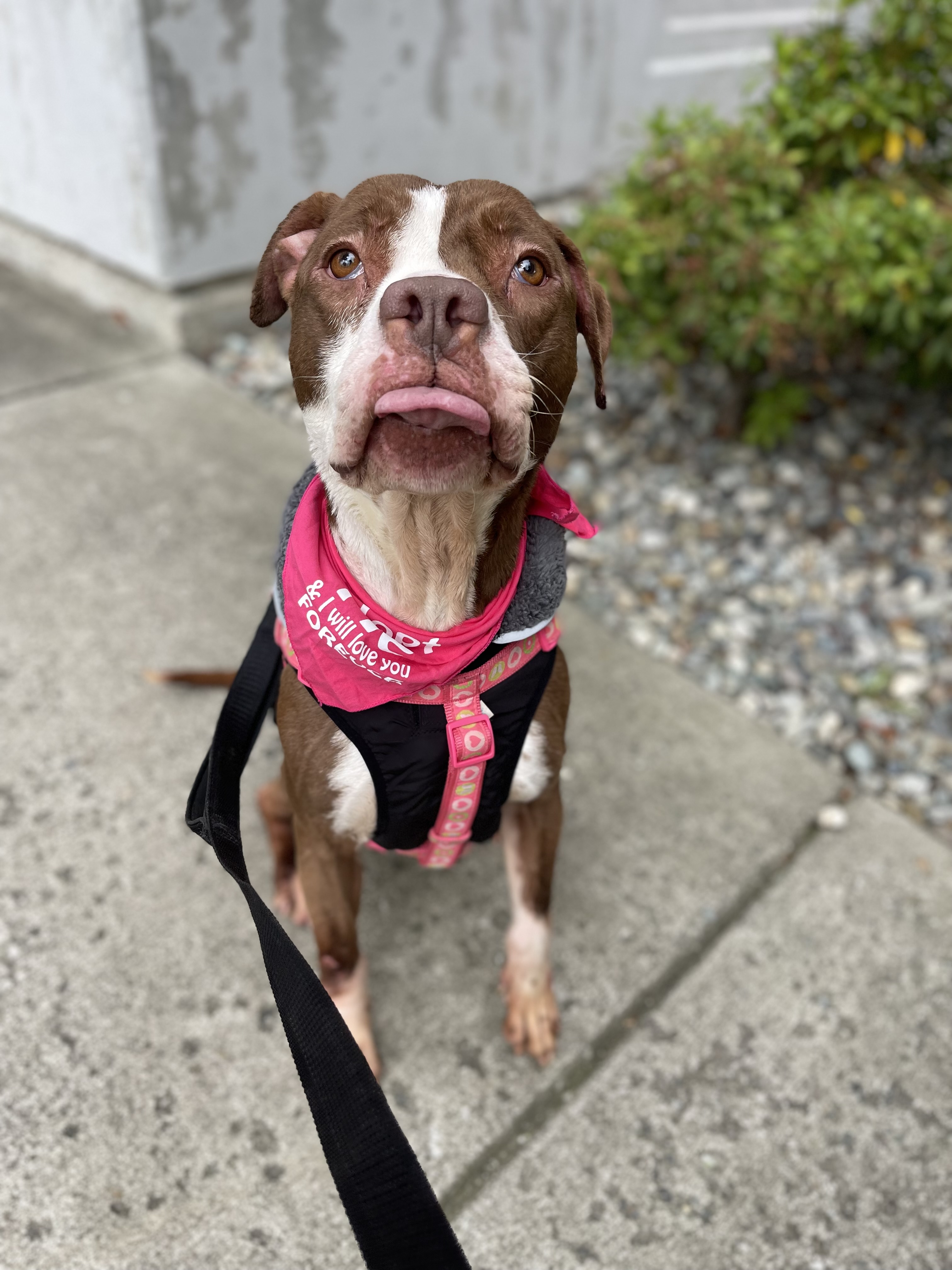 Delilah, a Adoptable mixed breed in lynnwood , WA image 5/6