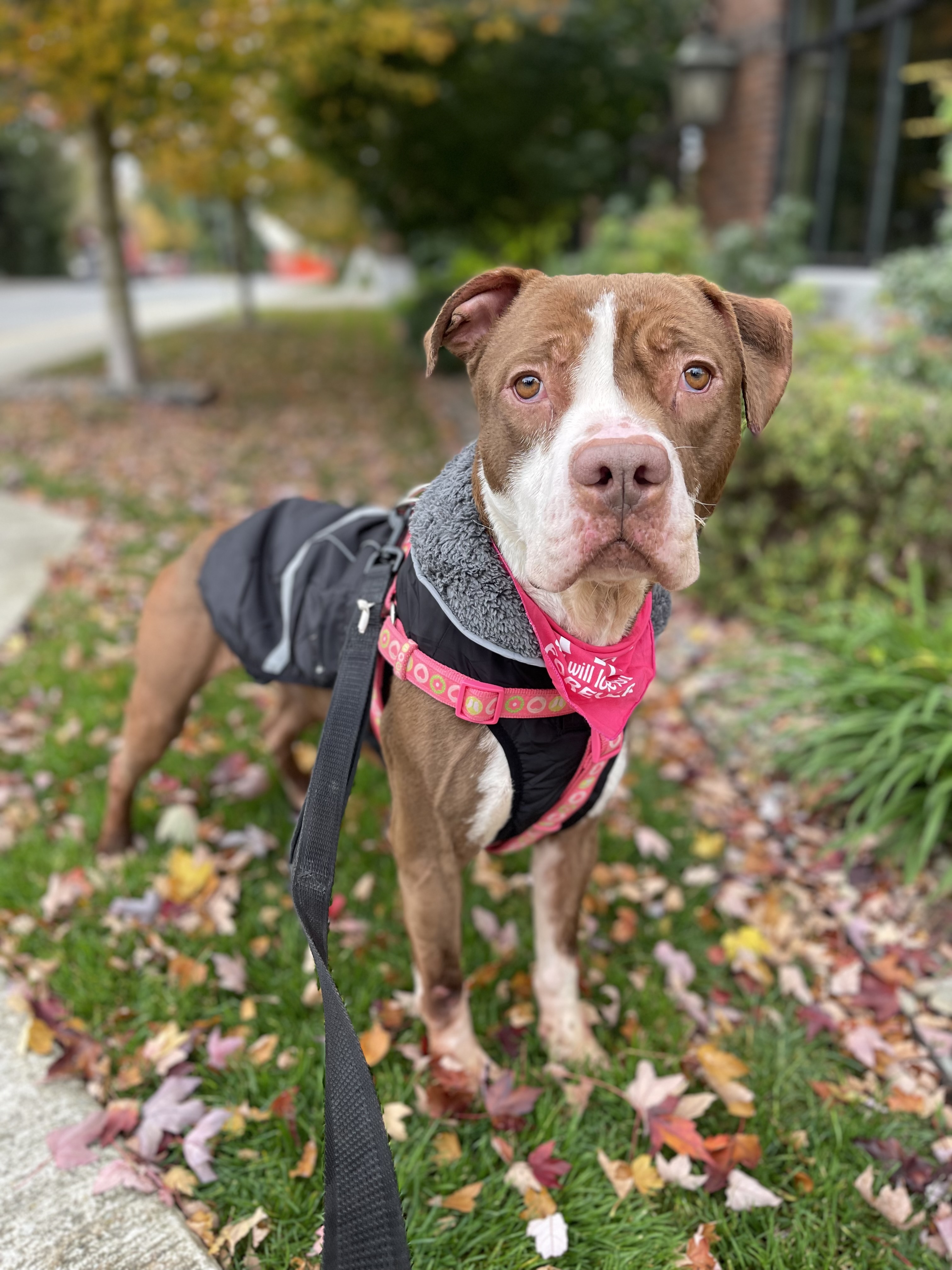 Delilah, Adoptable, Adult Female Pit Bull Terrier & American Staffordshire Terrier.
