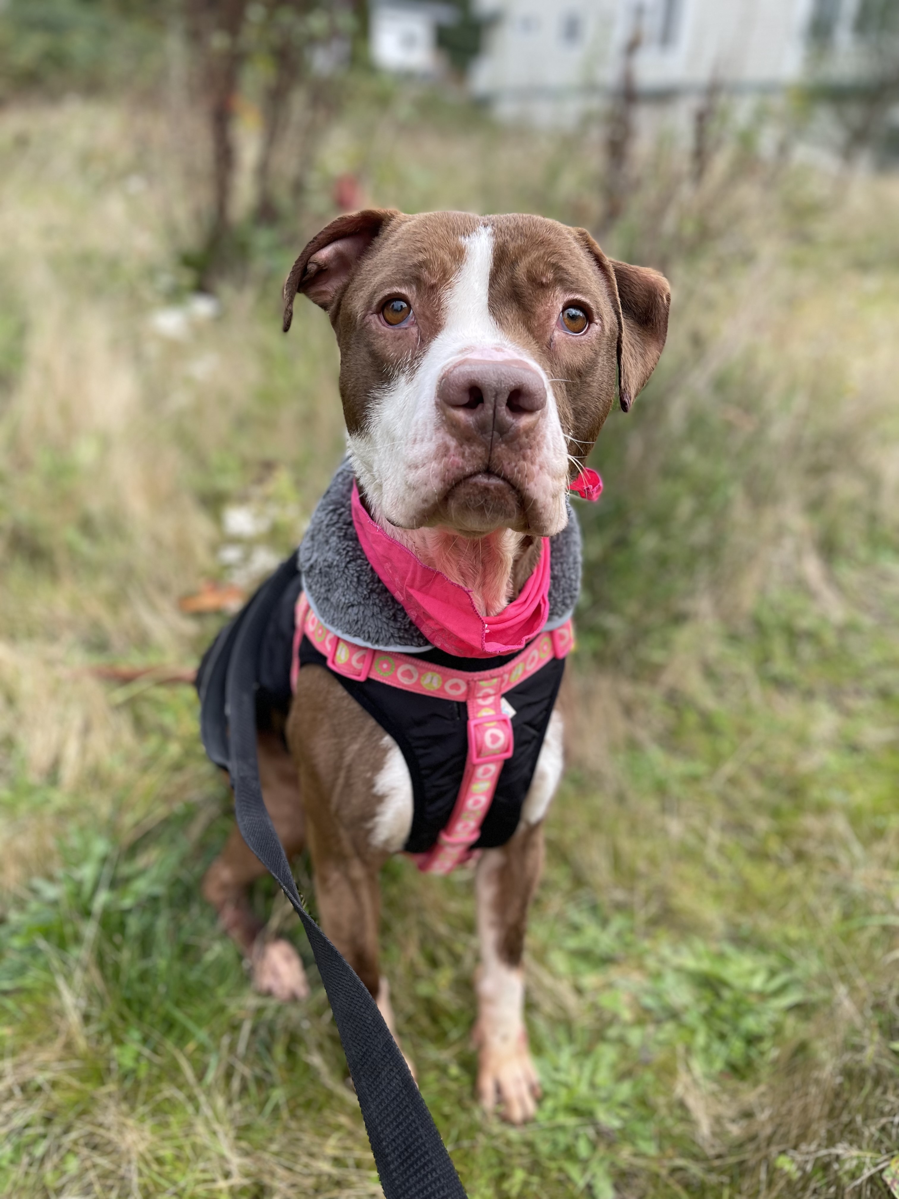 Delilah, a Adoptable mixed breed in lynnwood , WA image 4/6
